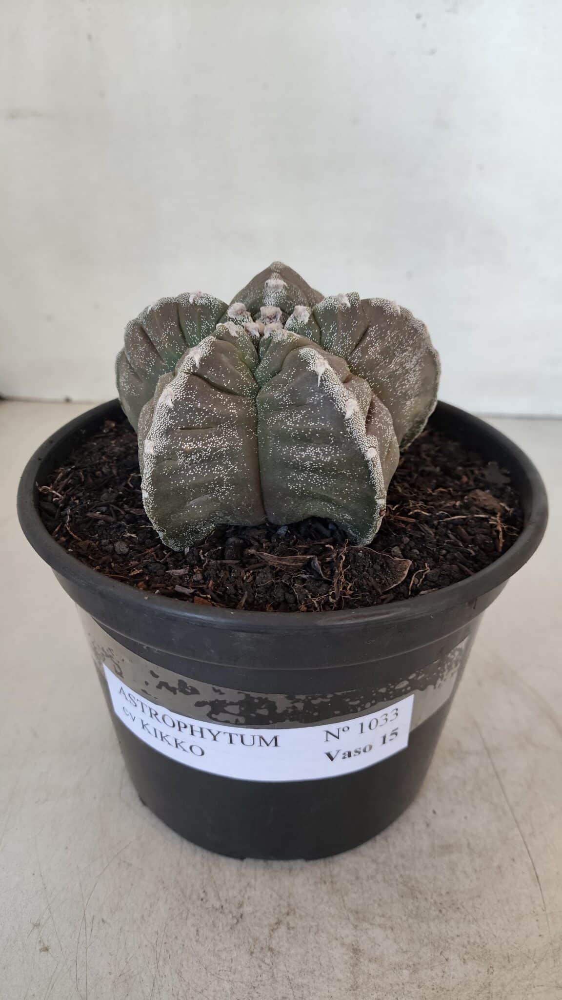 ASTROPHYTUM cv KIKKO Nº 1033 – vaso 15
