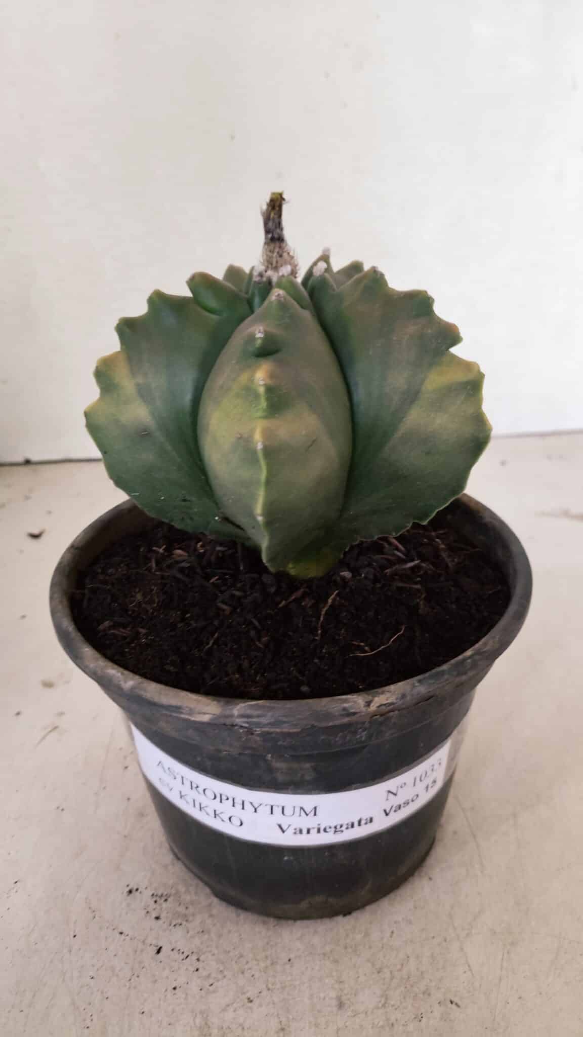 ASTROPHYTUM cv KIKKO Nº 1033 "Variegata" - vaso 15 - foto 2