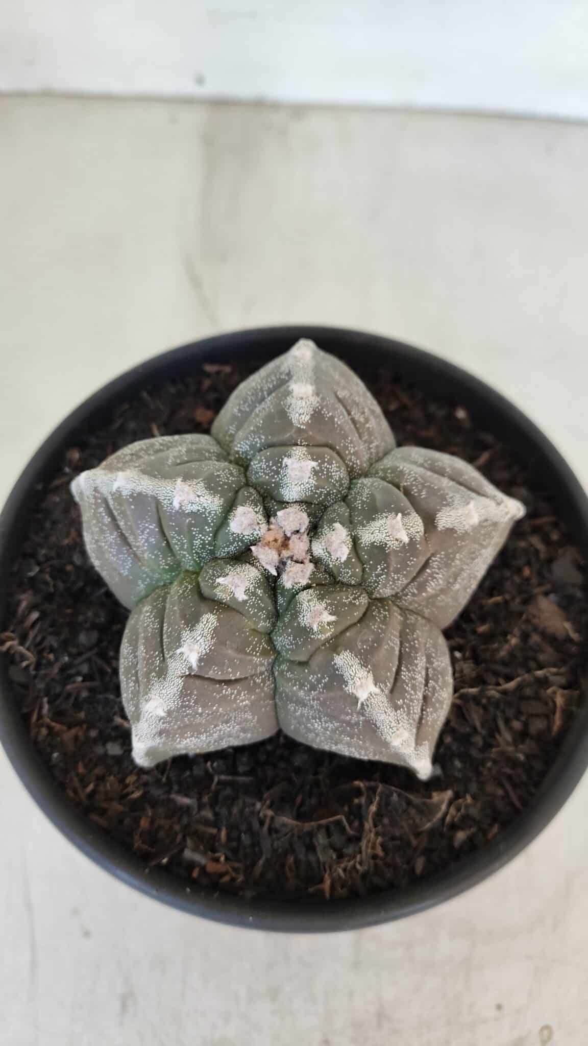 ASTROPHYTUM cv KIKKO Nº 1033 – vaso 15
