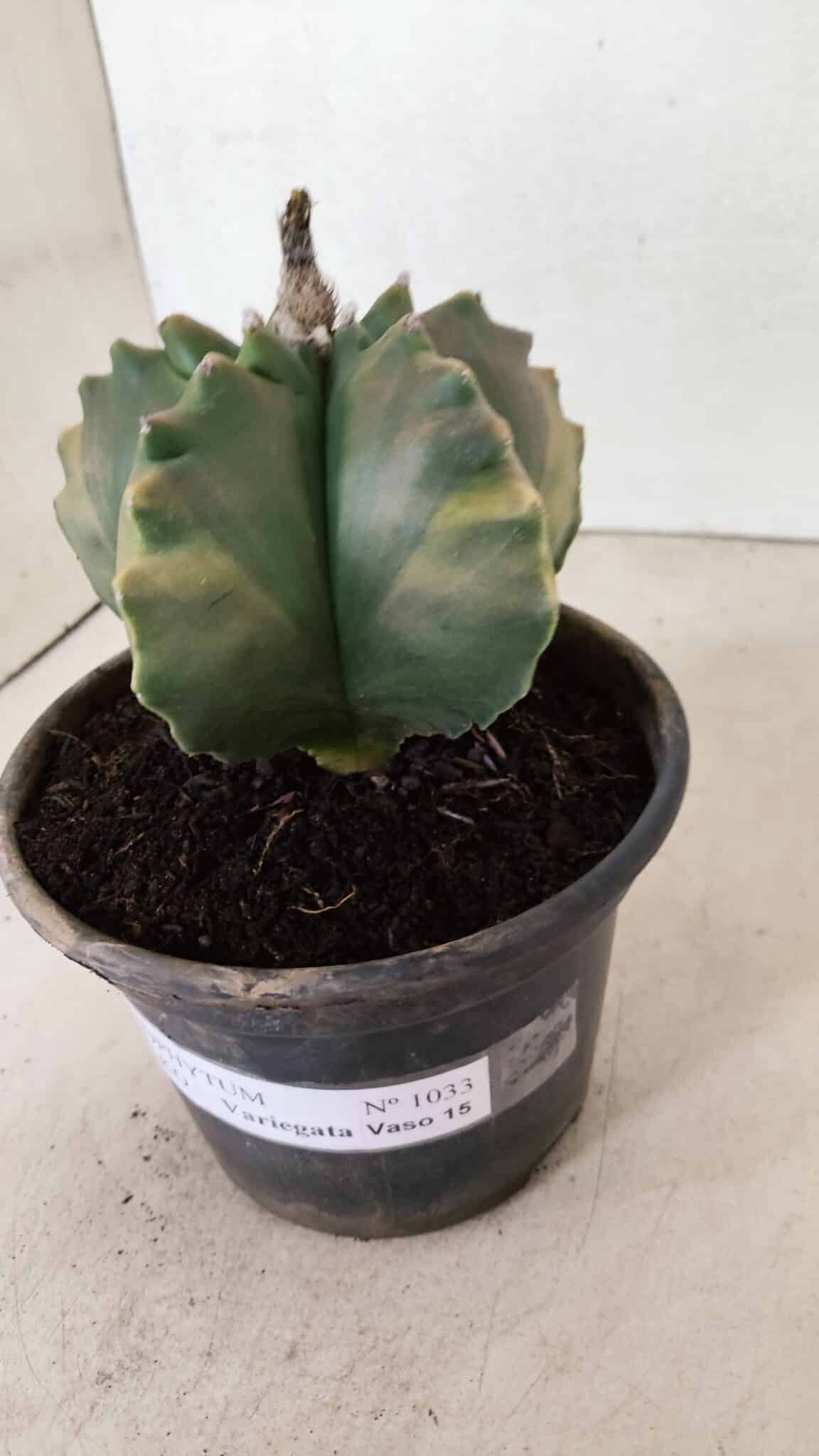 ASTROPHYTUM cv KIKKO Nº 1033 "Variegata" - vaso 15 - foto 9