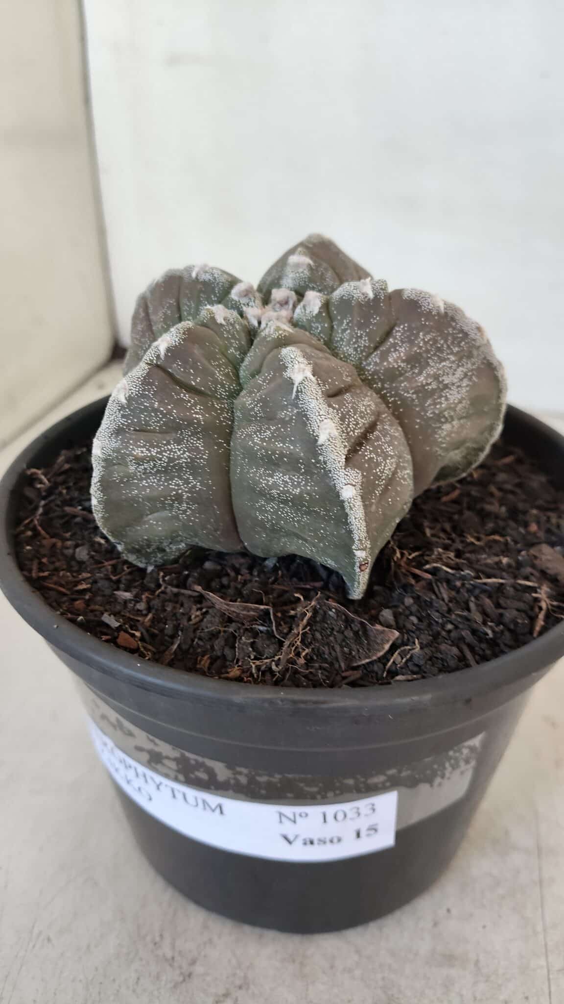 ASTROPHYTUM cv KIKKO Nº 1033 – vaso 15