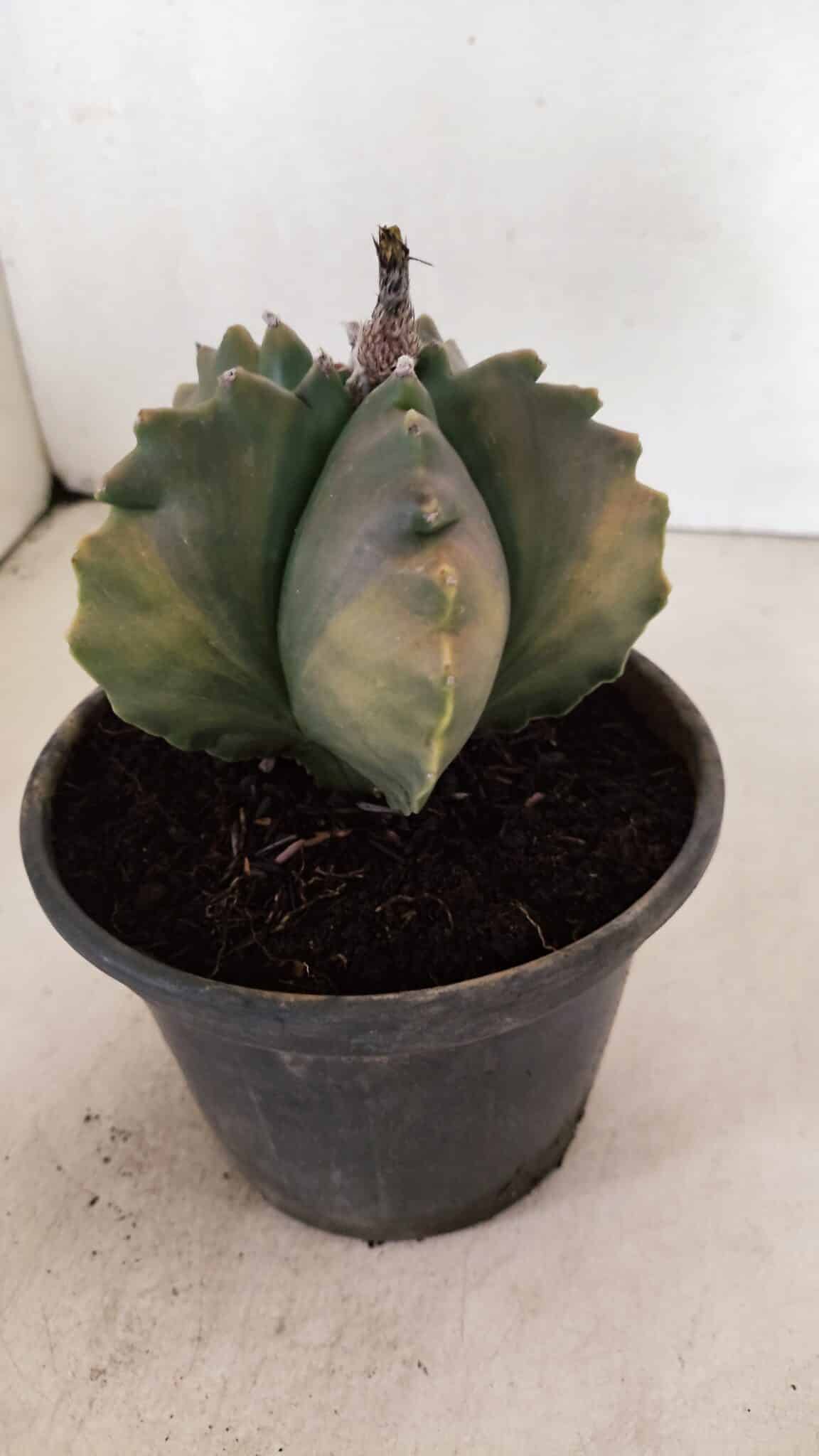 ASTROPHYTUM cv KIKKO Nº 1033 "Variegata" - vaso 15 - foto 6