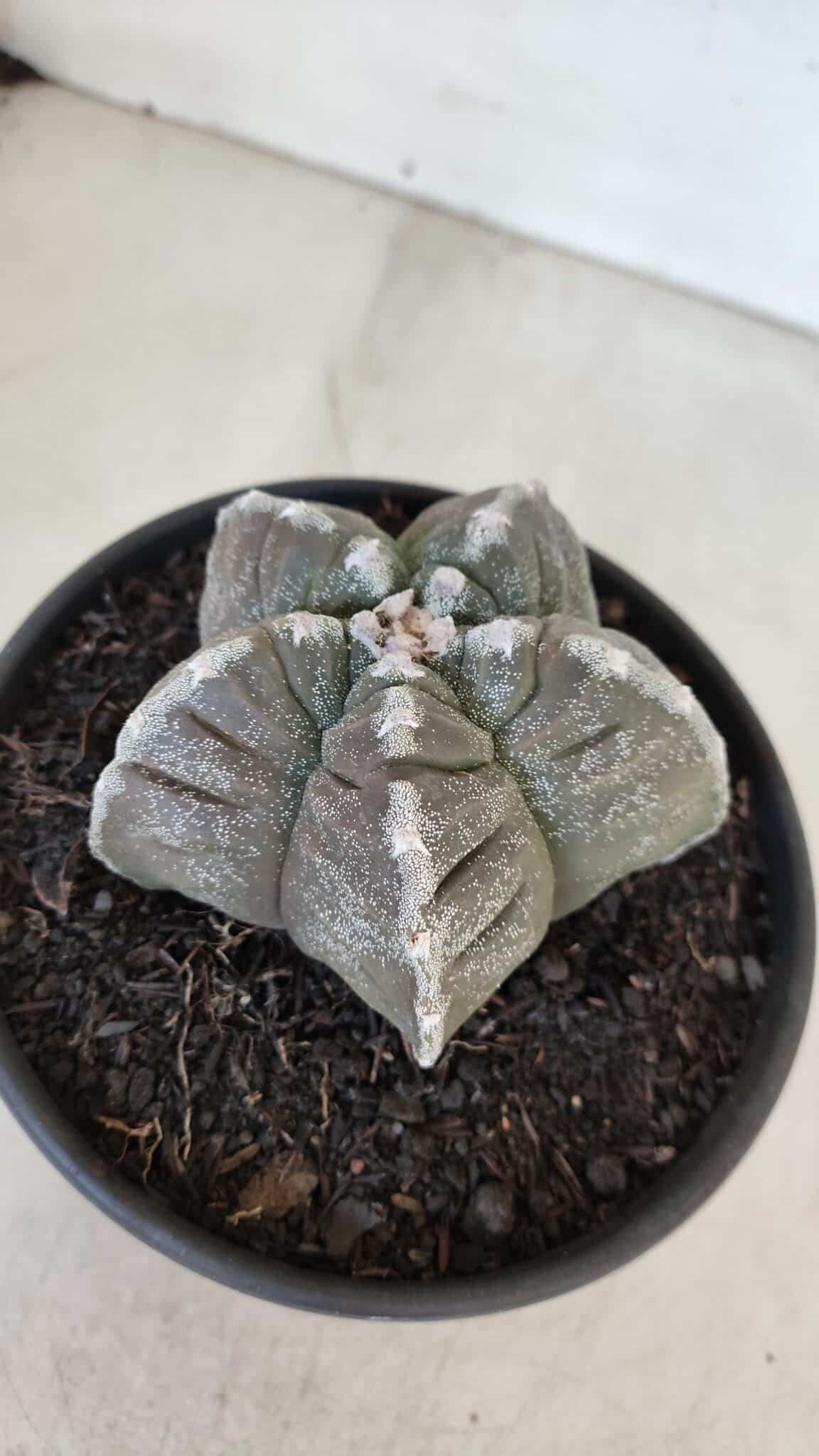 ASTROPHYTUM cv KIKKO Nº 1033 – vaso 15