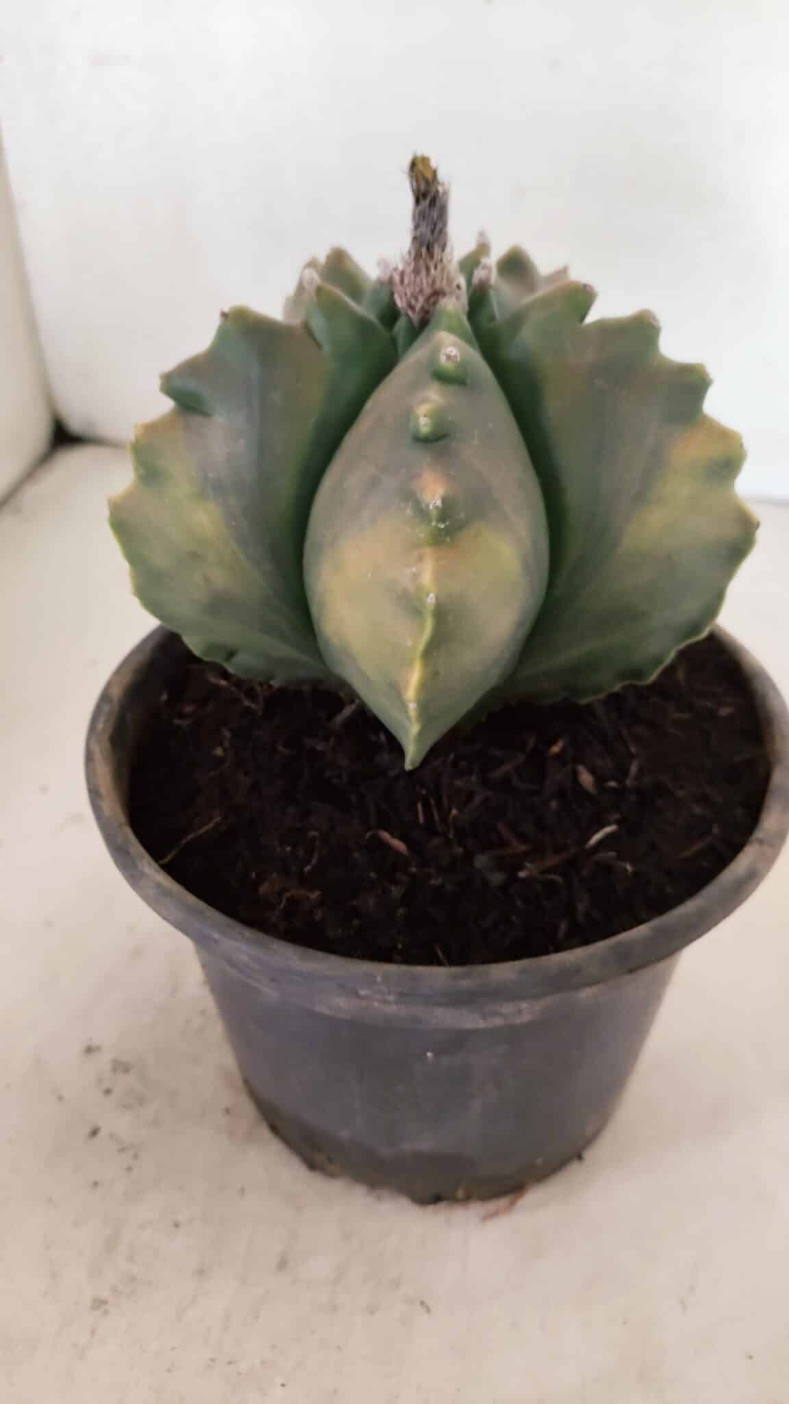 ASTROPHYTUM cv KIKKO Nº 1033 "Variegata" - vaso 15 - foto 8