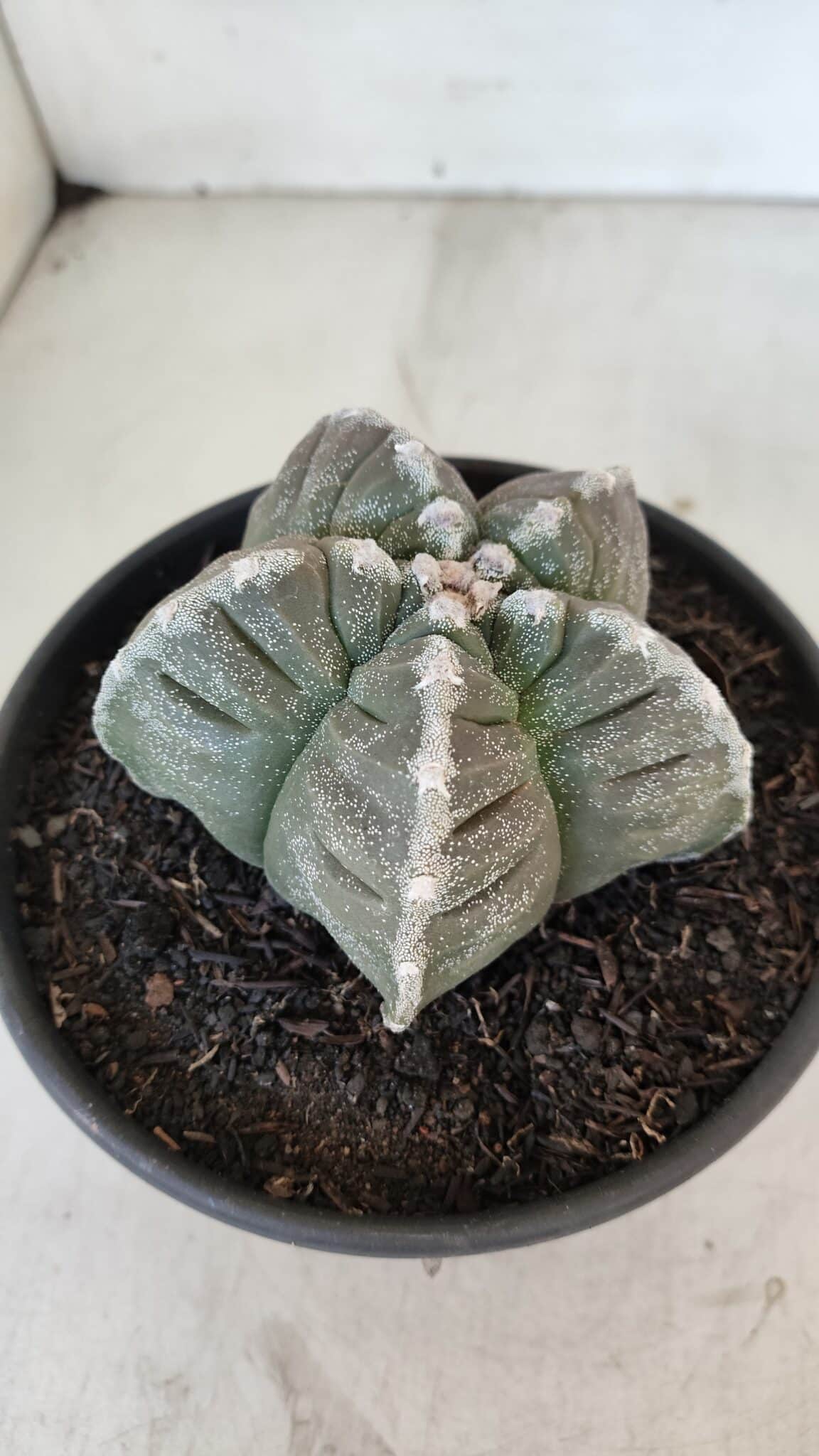 ASTROPHYTUM cv KIKKO Nº 1033 – vaso 15