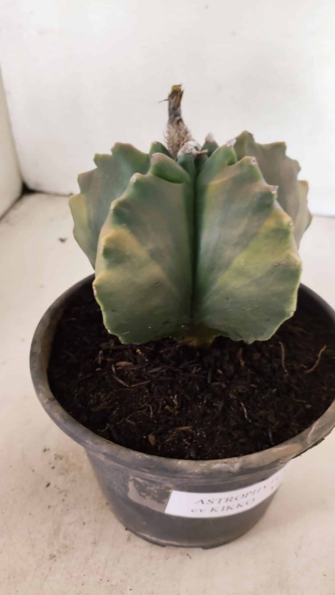 ASTROPHYTUM cv KIKKO Nº 1033 "Variegata" - vaso 15 - foto 7