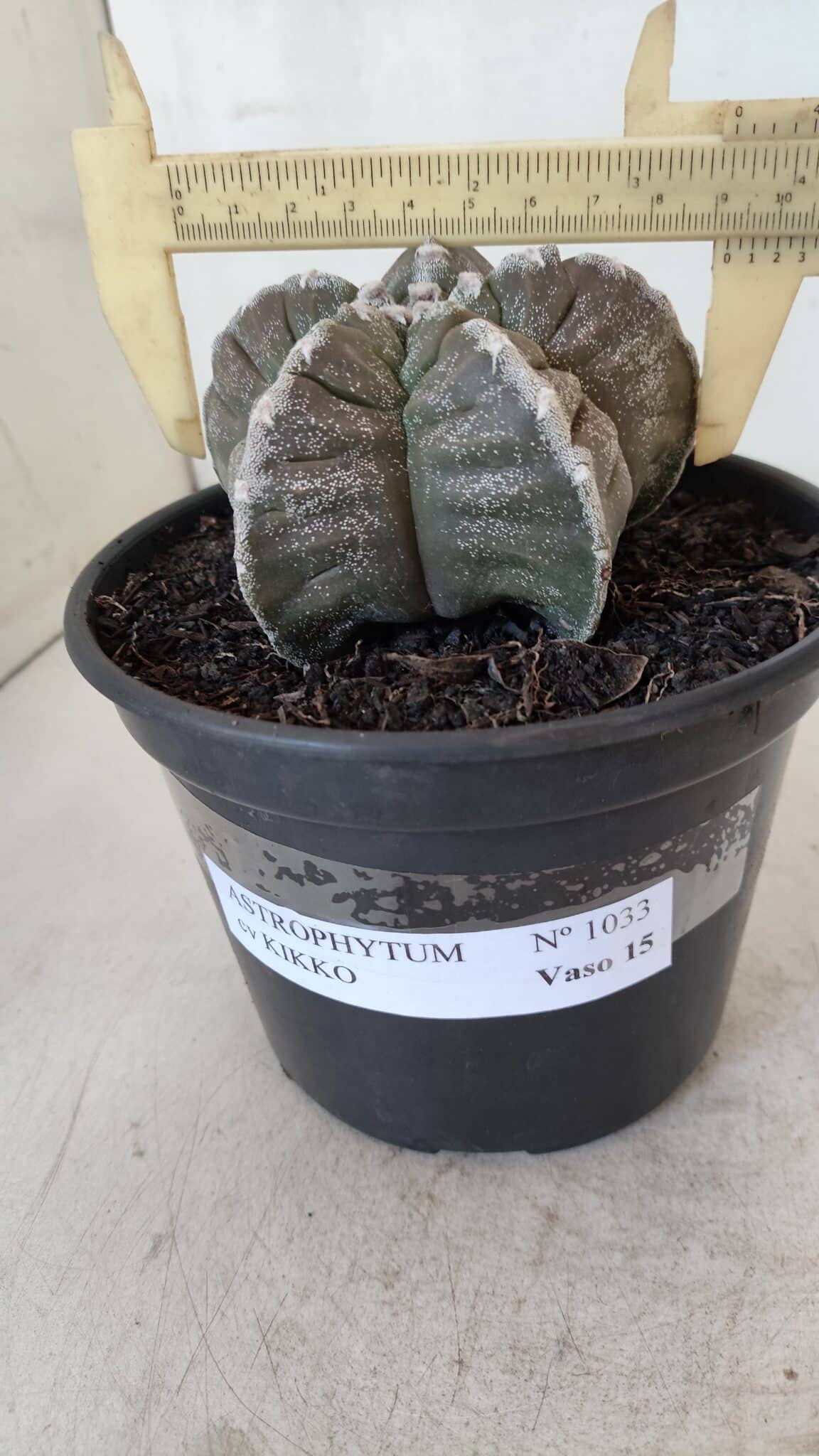 ASTROPHYTUM cv KIKKO Nº 1033 – vaso 15