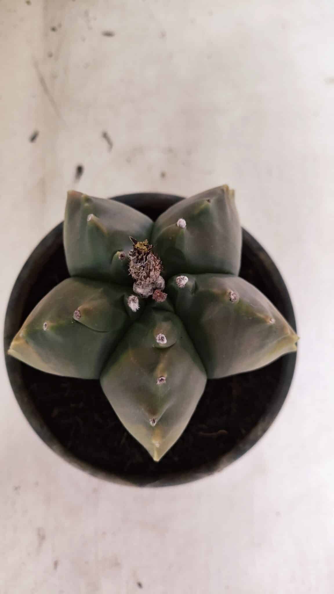 ASTROPHYTUM cv KIKKO Nº 1033 "Variegata" - vaso 15 - foto 3