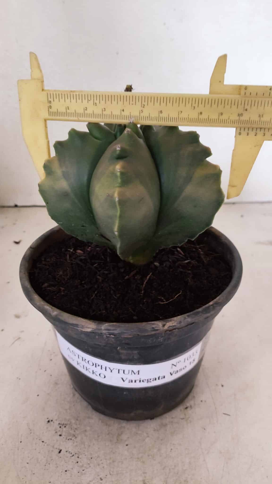 ASTROPHYTUM cv KIKKO Nº 1033 "Variegata" - vaso 15 - foto 4