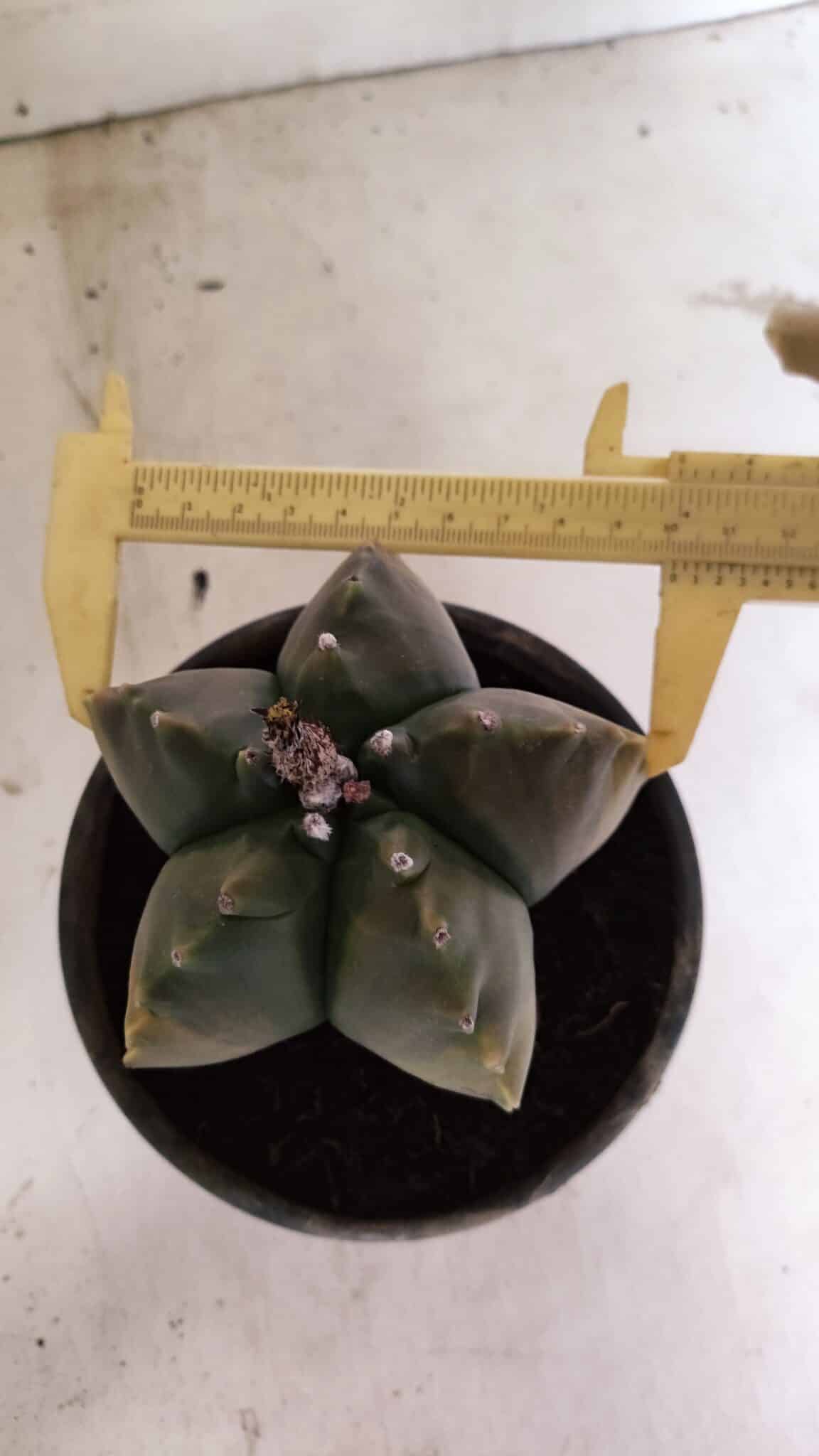 ASTROPHYTUM cv KIKKO Nº 1033 "Variegata" - vaso 15 - foto 5