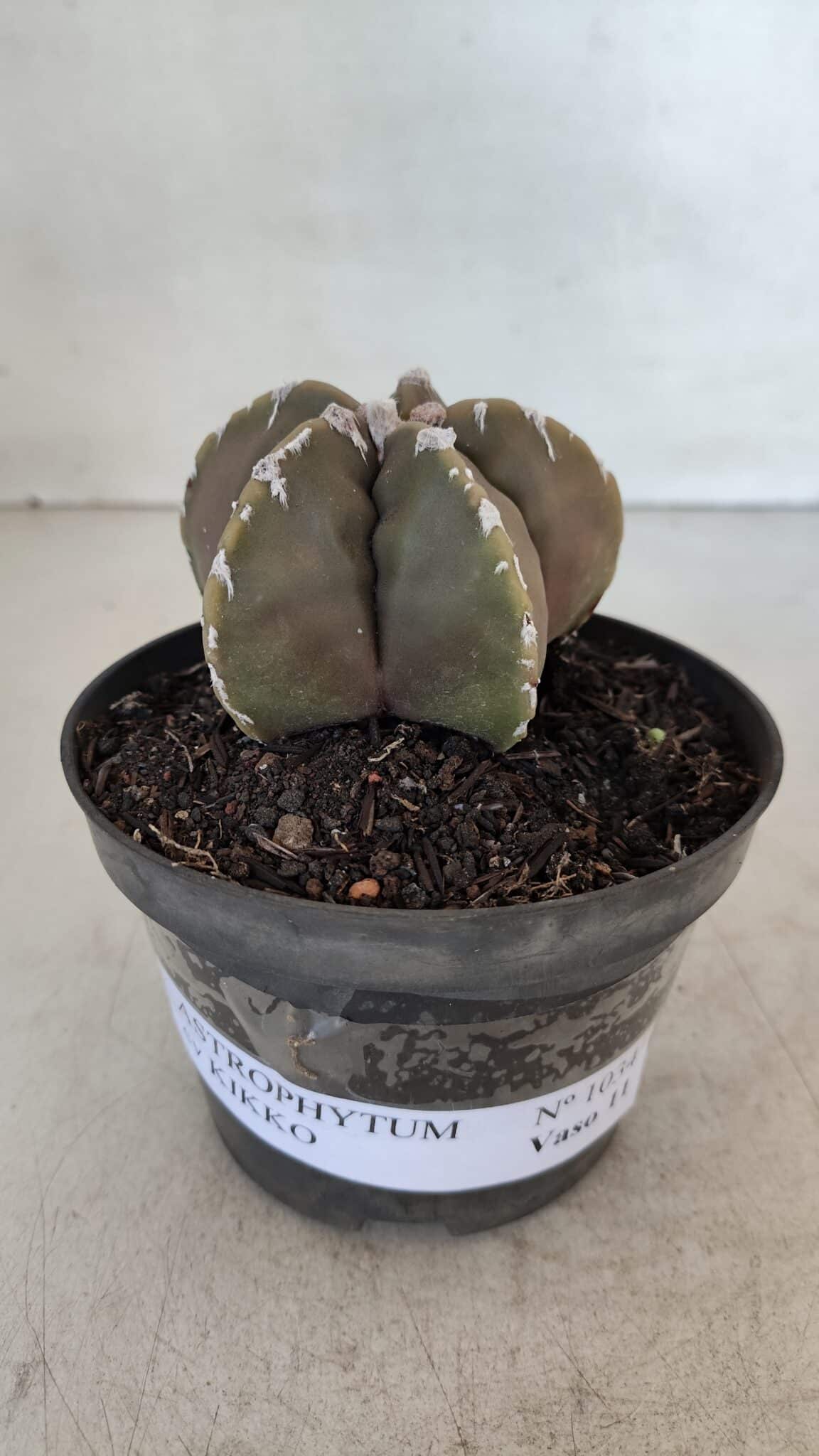 ASTROPHYTUM cv KIKKO Nº 1034 – vaso 11