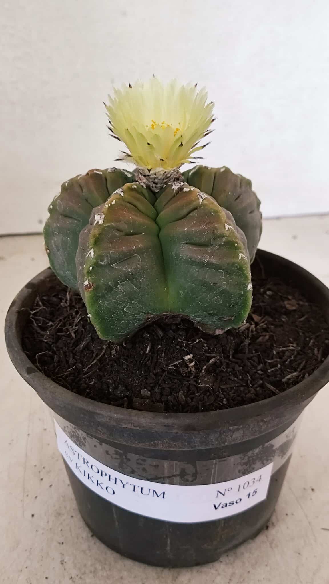 MATRIZ ASTROPHYTUM cv KIKKO Nº 1034 – vaso 15 - foto 2
