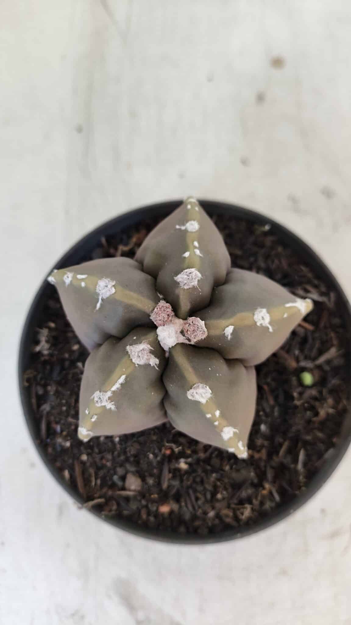 ASTROPHYTUM cv KIKKO Nº 1034 – vaso 11