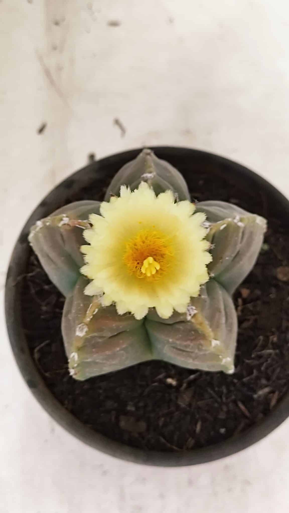 MATRIZ ASTROPHYTUM cv KIKKO Nº 1034 – vaso 15 - foto 3