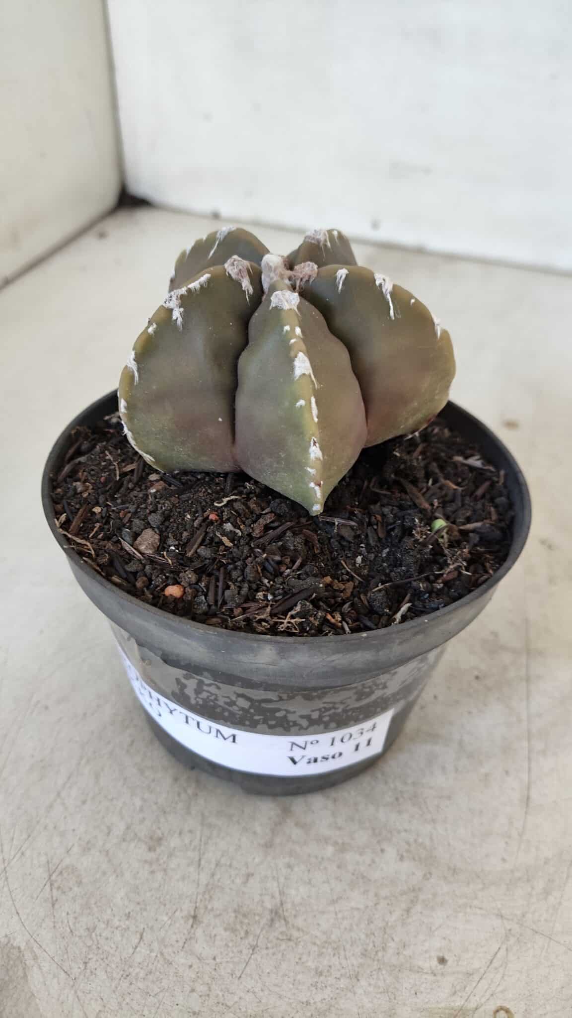 ASTROPHYTUM cv KIKKO Nº 1034 – vaso 11