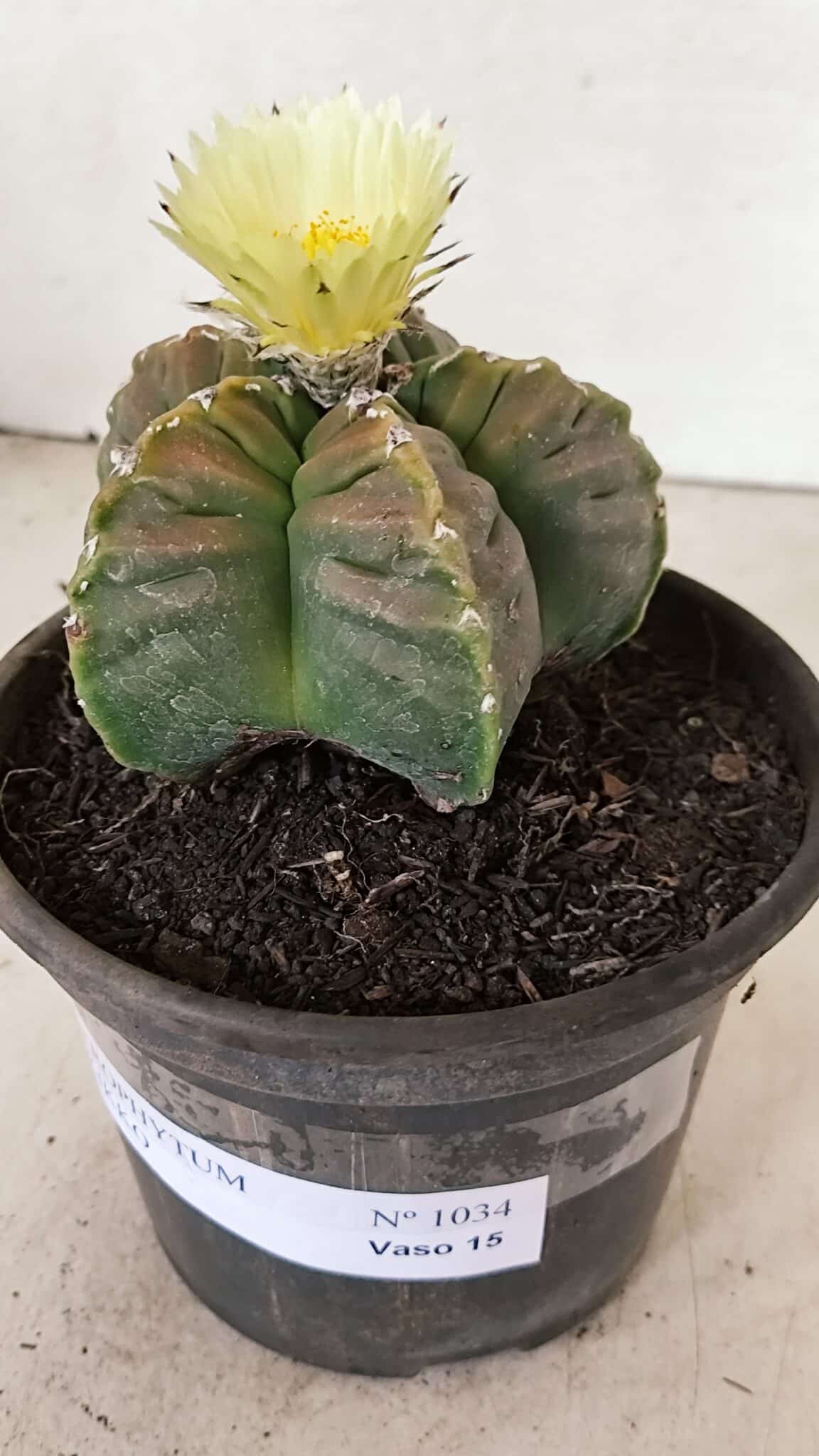 MATRIZ ASTROPHYTUM cv KIKKO Nº 1034 – vaso 15 - foto 8