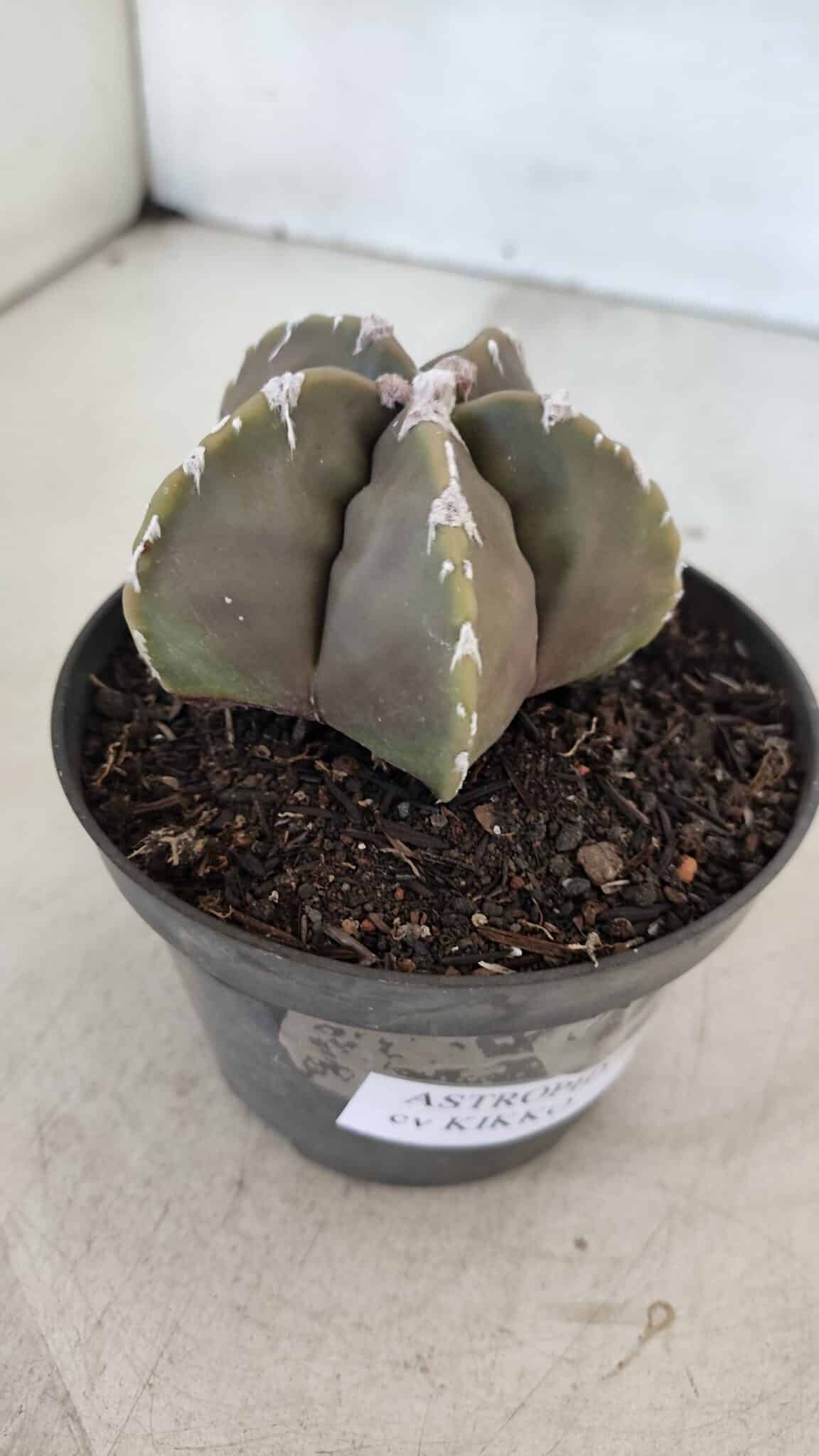 ASTROPHYTUM cv KIKKO Nº 1034 – vaso 11