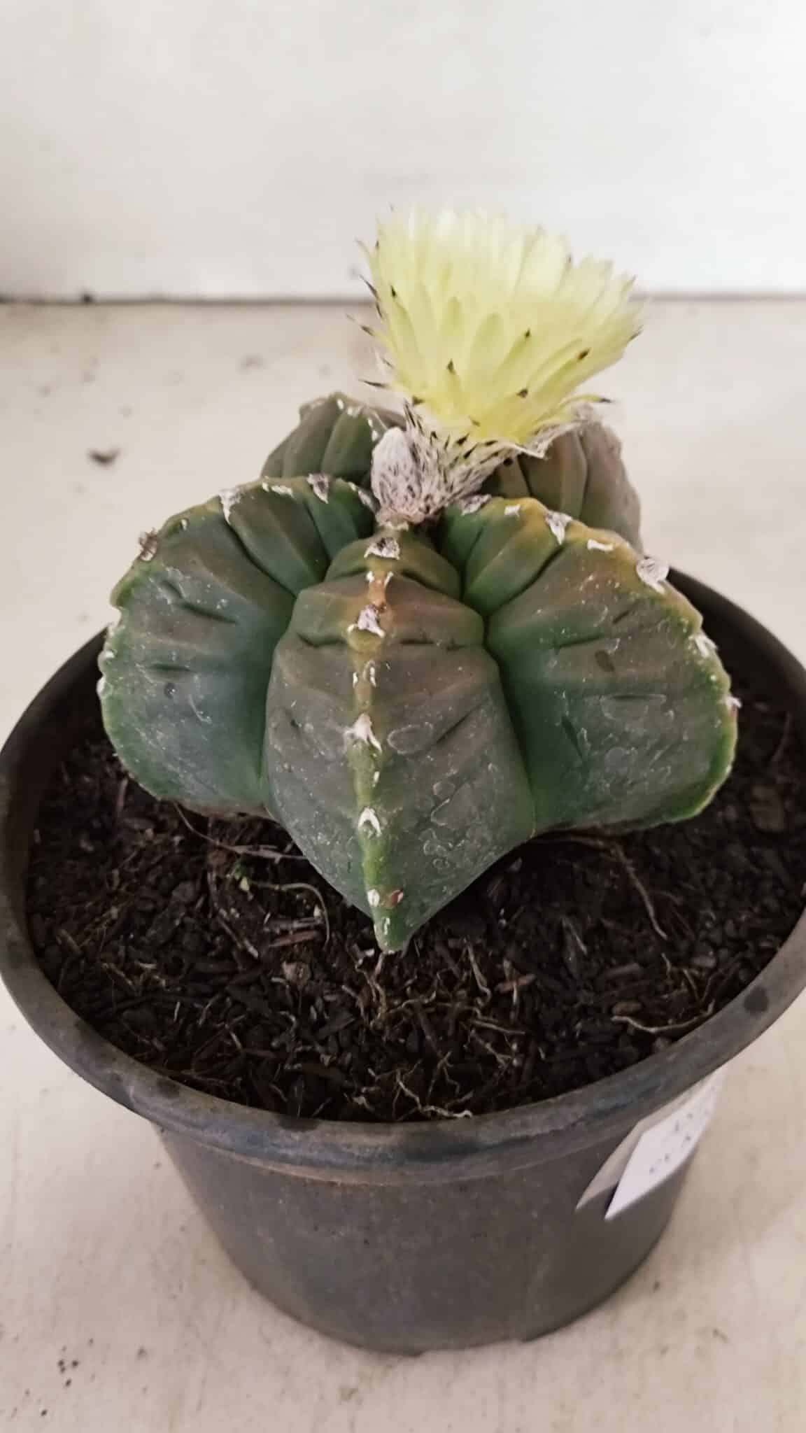 MATRIZ ASTROPHYTUM cv KIKKO Nº 1034 – vaso 15 - foto 7