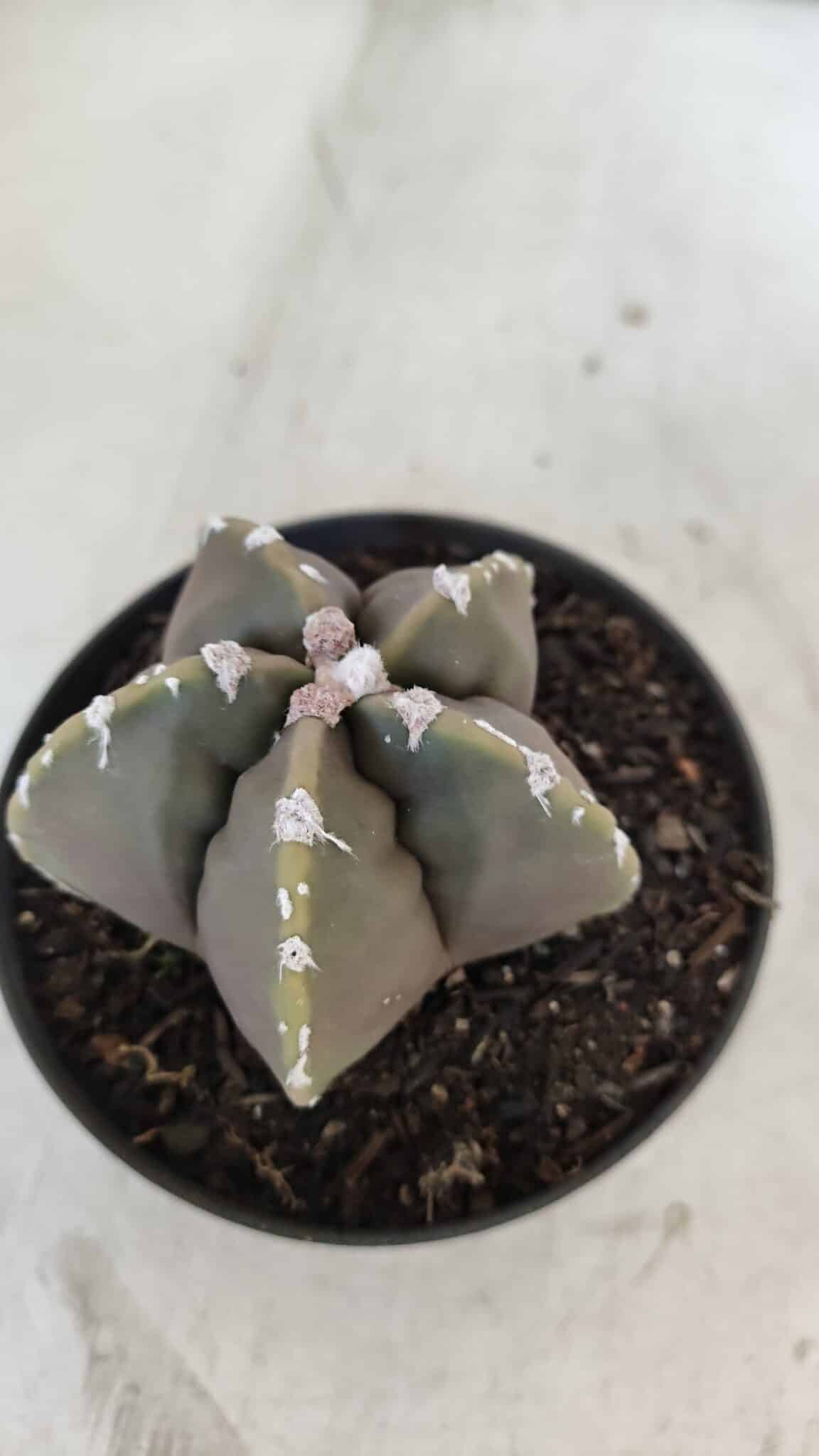ASTROPHYTUM cv KIKKO Nº 1034 – vaso 11