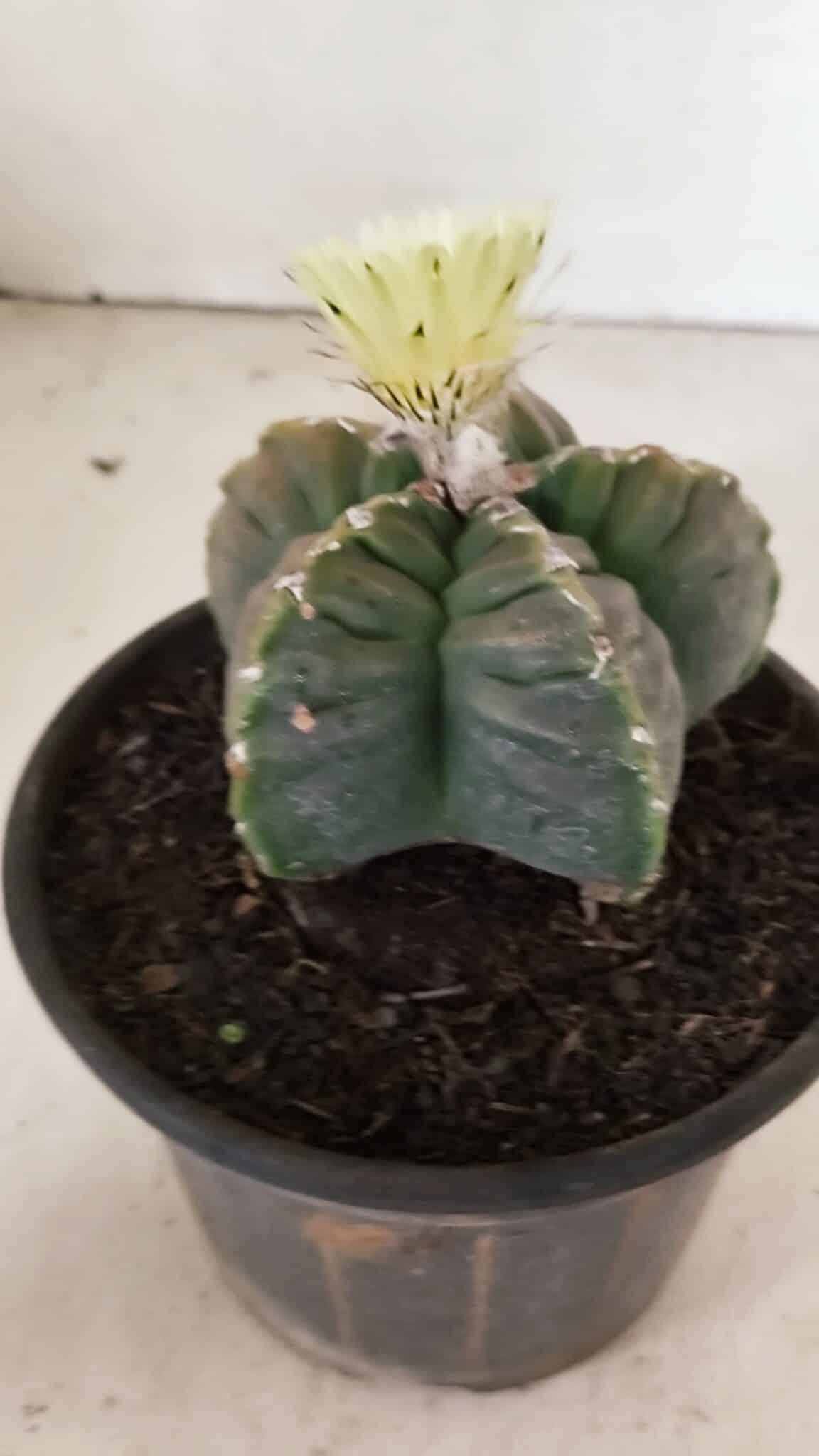 MATRIZ ASTROPHYTUM cv KIKKO Nº 1034 – vaso 15 - foto 6