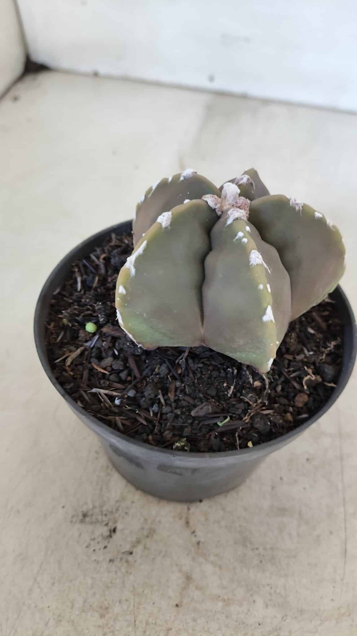 ASTROPHYTUM cv KIKKO Nº 1034 – vaso 11
