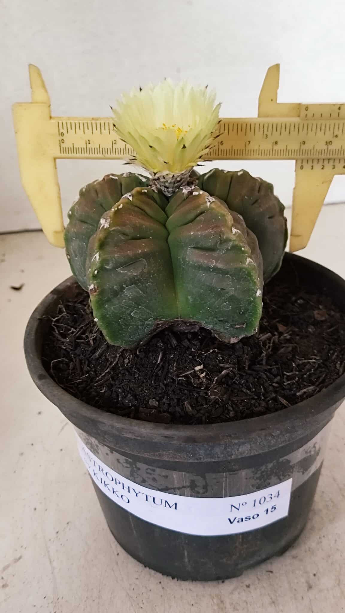MATRIZ ASTROPHYTUM cv KIKKO Nº 1034 – vaso 15 - foto 4
