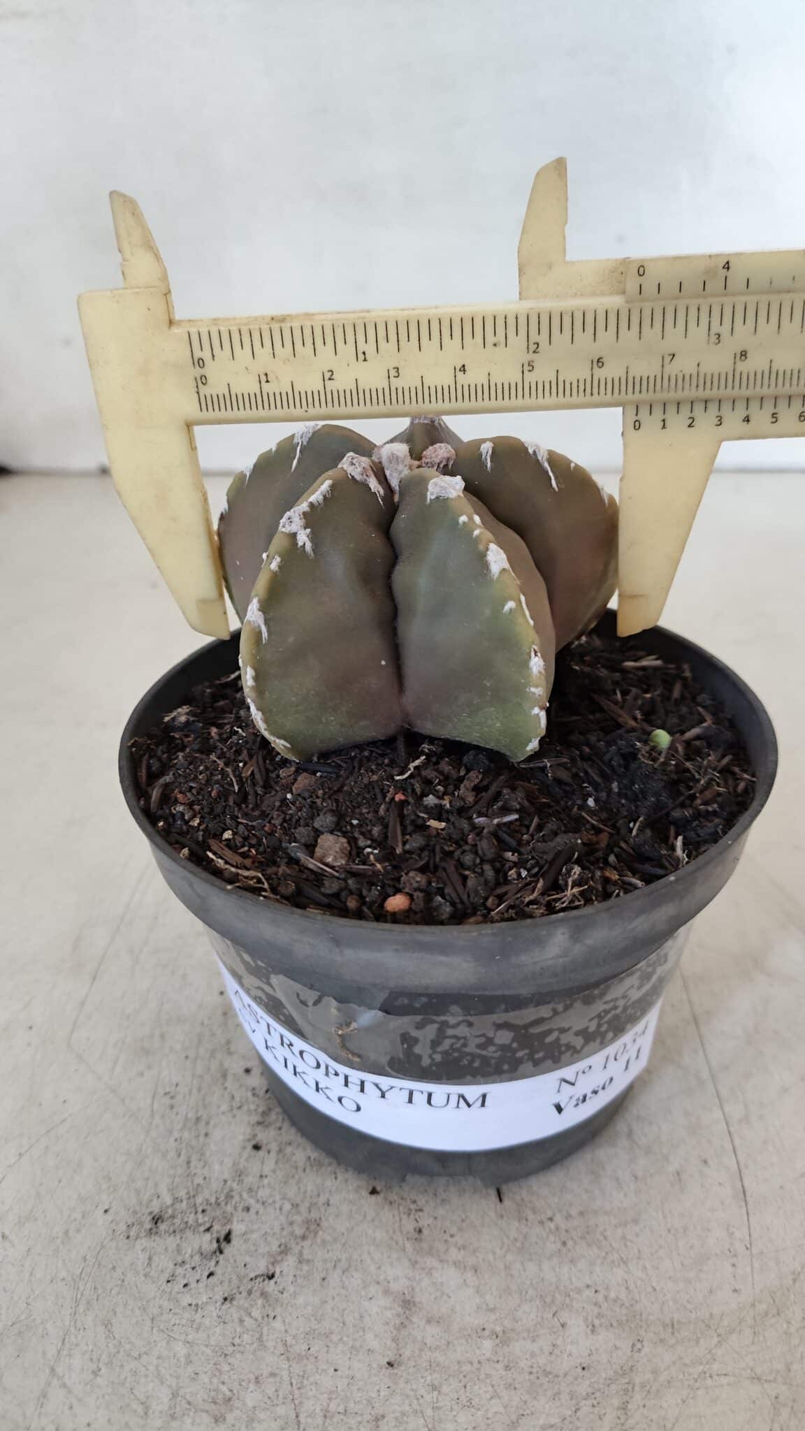 ASTROPHYTUM cv KIKKO Nº 1034 – vaso 11