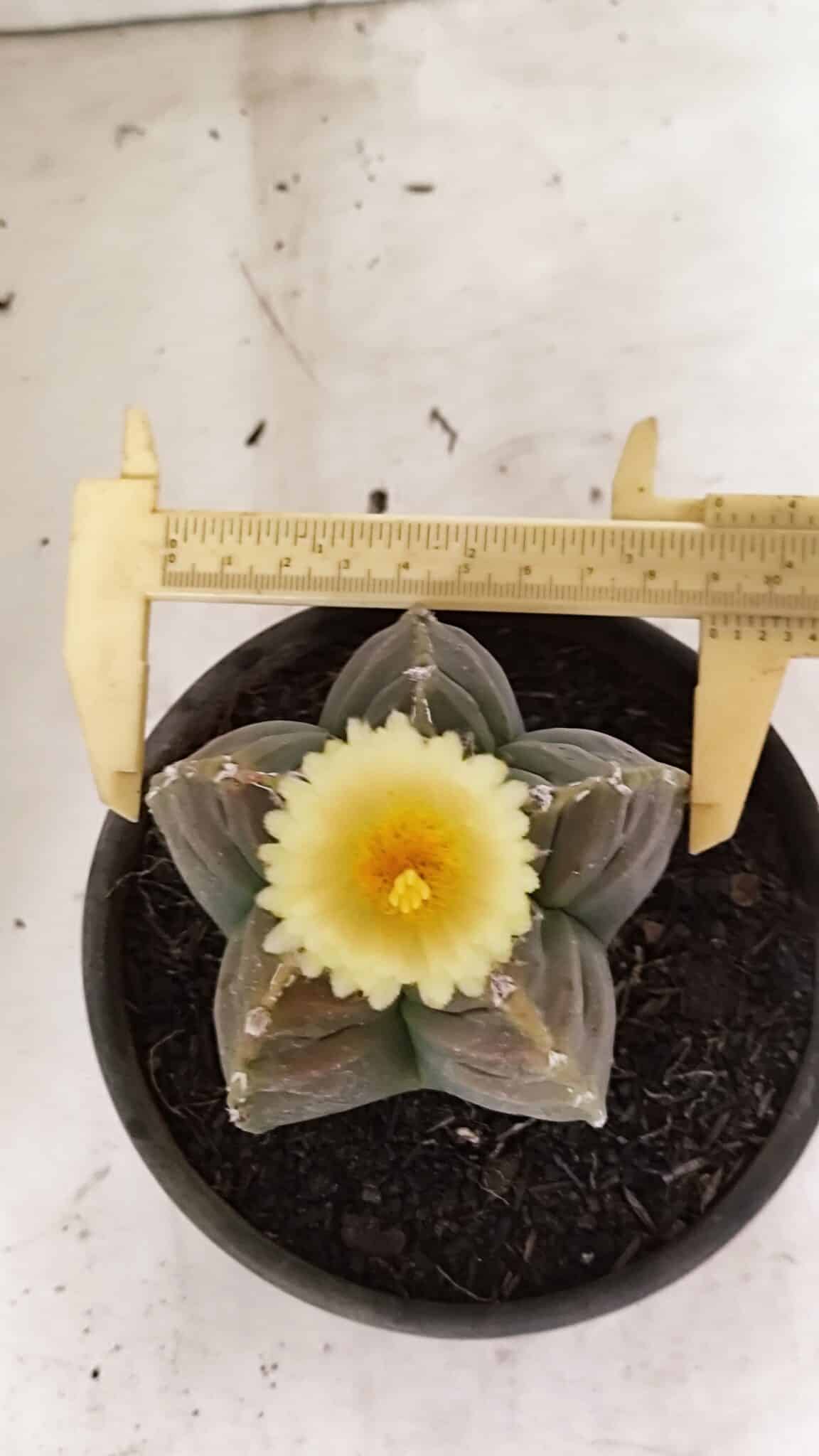 MATRIZ ASTROPHYTUM cv KIKKO Nº 1034 – vaso 15 - foto 5