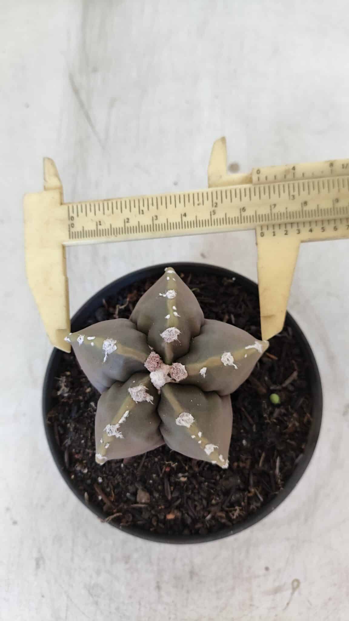 ASTROPHYTUM cv KIKKO Nº 1034 – vaso 11