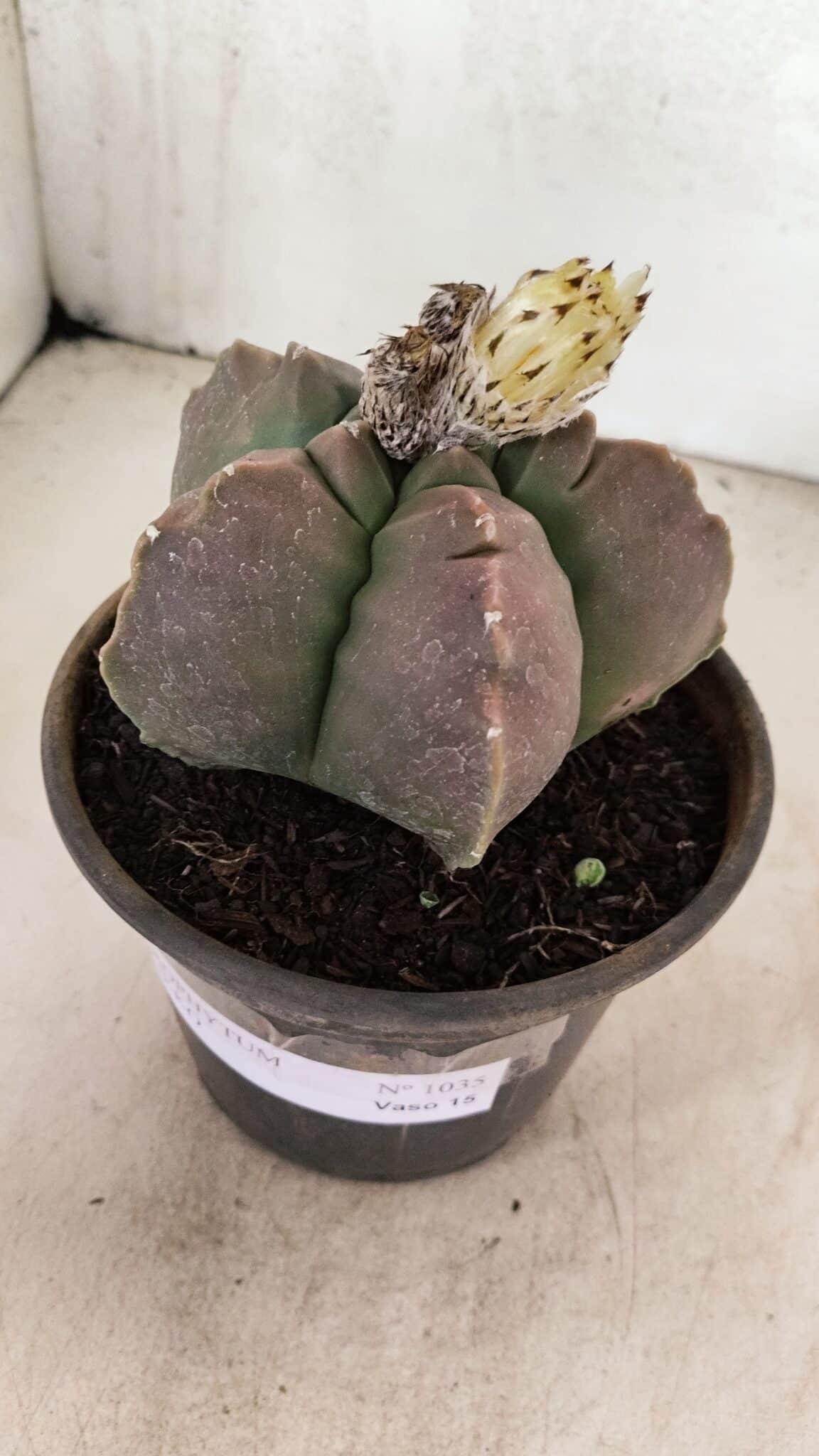MATRIZ ASTROPHYTUM cv KIKKO Nº 1035 – vaso 15 - foto 2