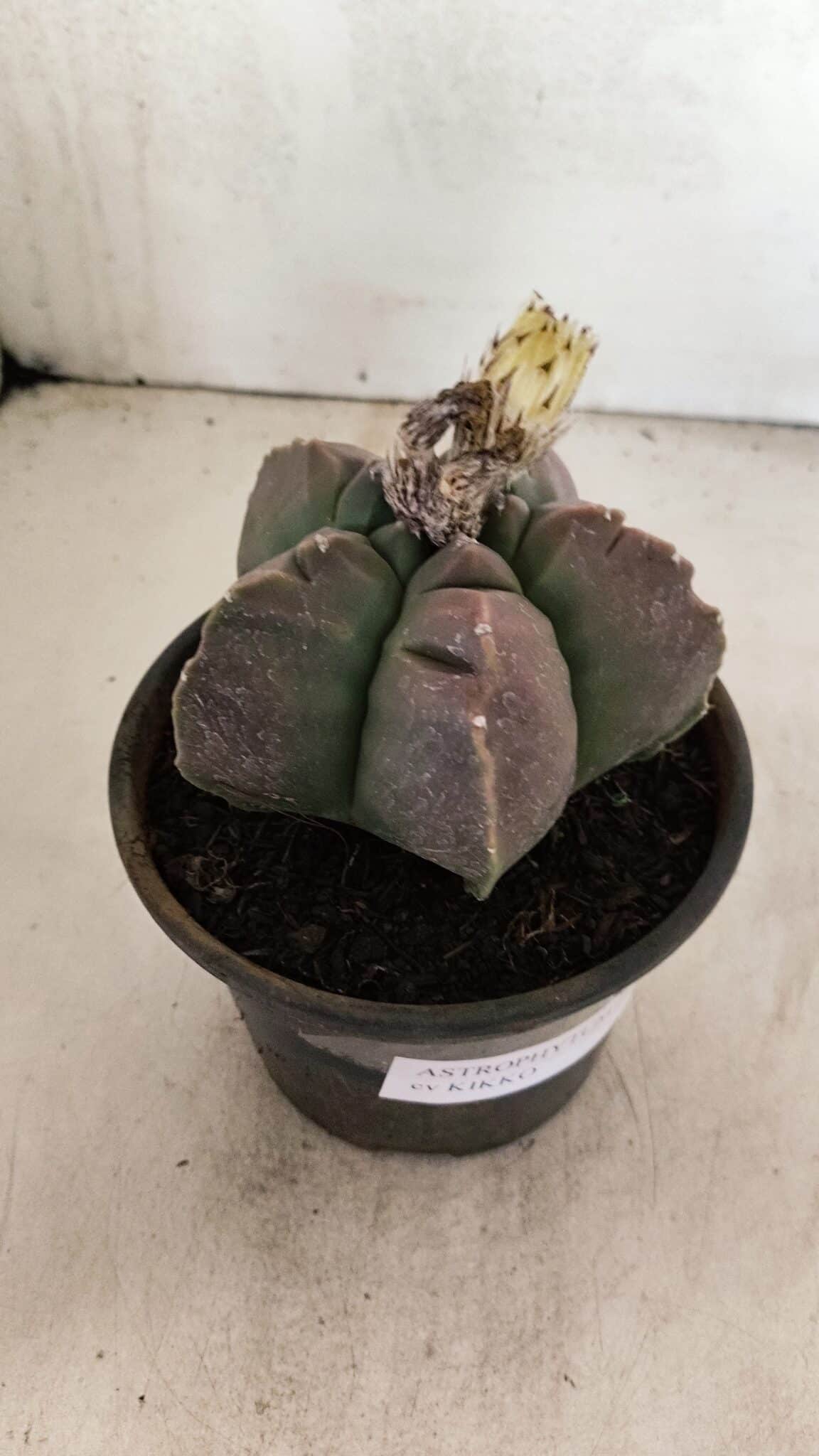 MATRIZ ASTROPHYTUM cv KIKKO Nº 1035 – vaso 15 - foto 7