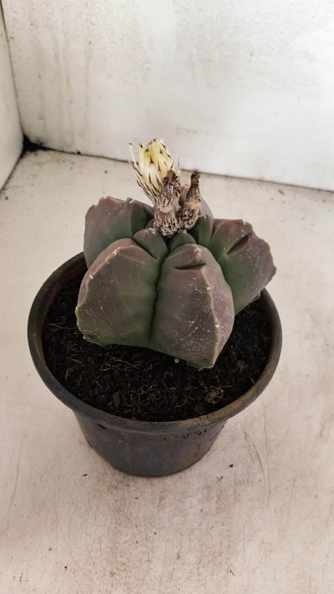 MATRIZ ASTROPHYTUM cv KIKKO Nº 1035 – vaso 15 - foto 6