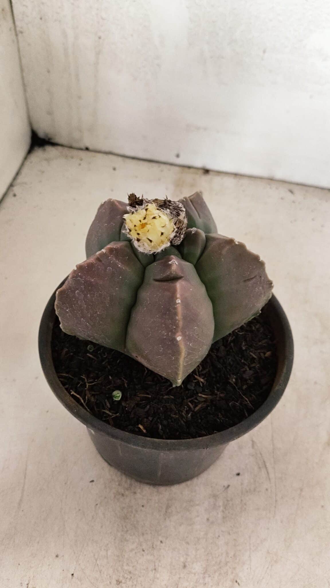 MATRIZ ASTROPHYTUM cv KIKKO Nº 1035 – vaso 15 - foto 3