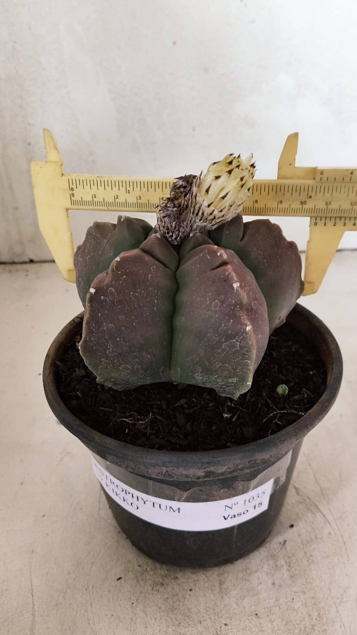 MATRIZ ASTROPHYTUM cv KIKKO Nº 1035 – vaso 15 - foto 4