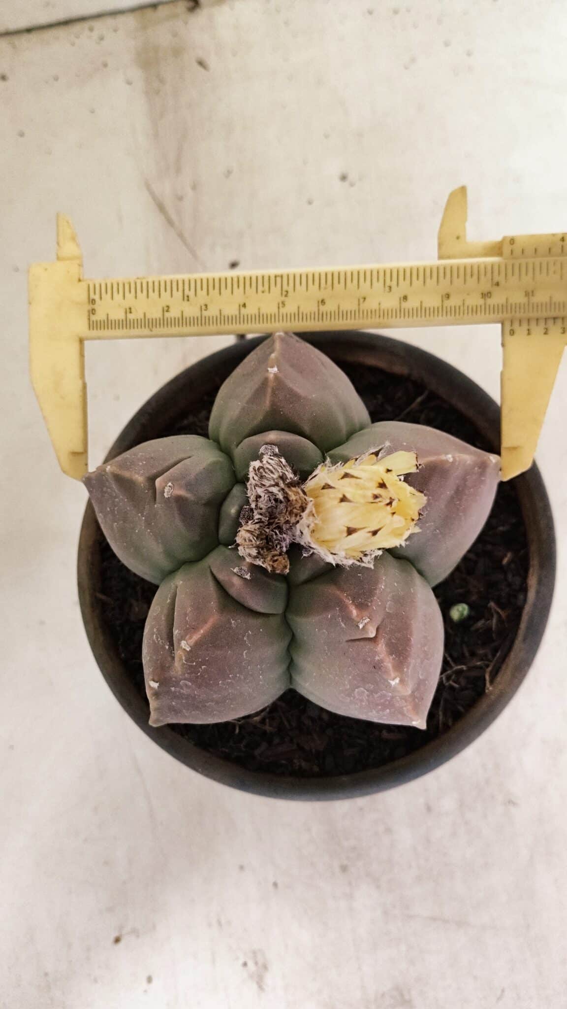 MATRIZ ASTROPHYTUM cv KIKKO Nº 1035 – vaso 15 - foto 5