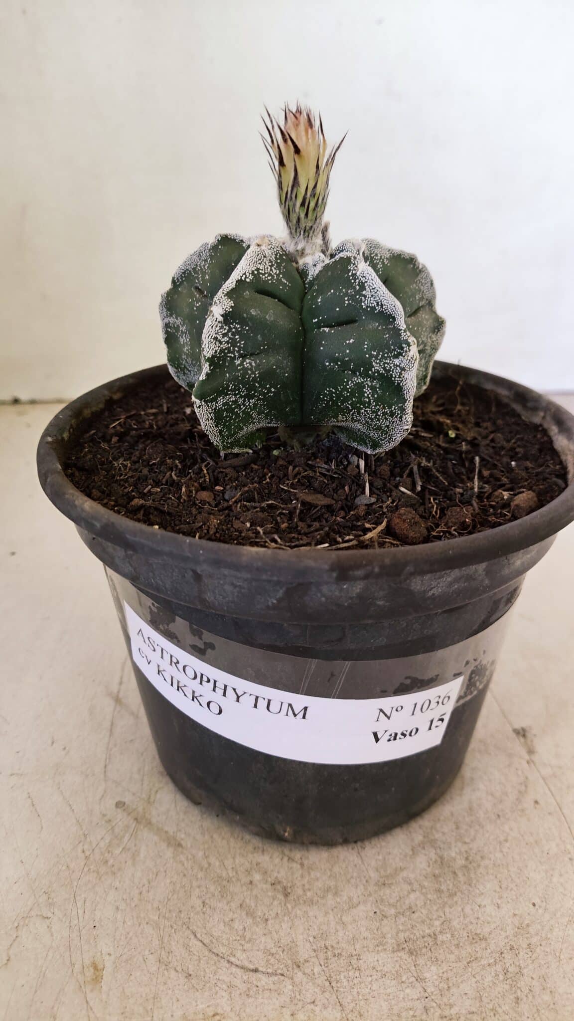 MATRIZ ASTROPHYTUM cv KIKKO Nº 1036 – vaso 15 - foto 2