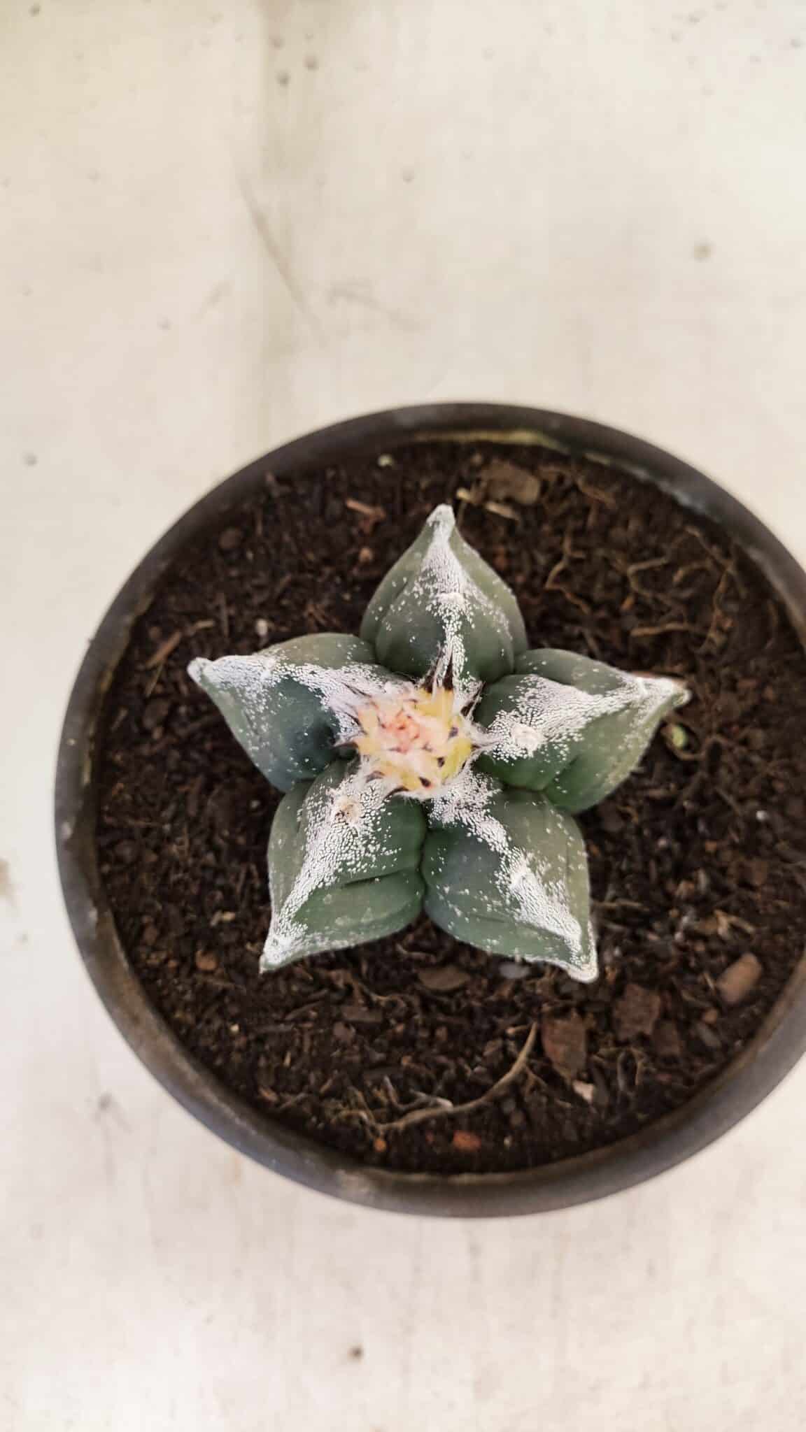 MATRIZ ASTROPHYTUM cv KIKKO Nº 1036 – vaso 15 - foto 3