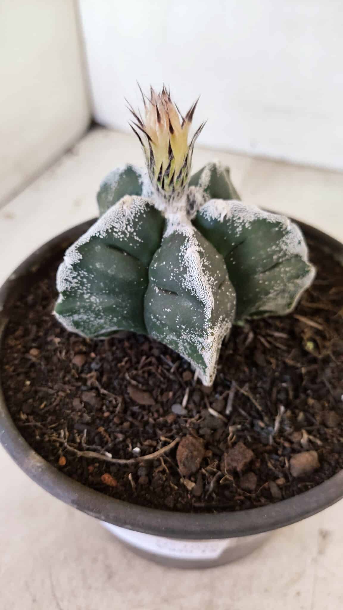 MATRIZ ASTROPHYTUM cv KIKKO Nº 1036 – vaso 15 - foto 9