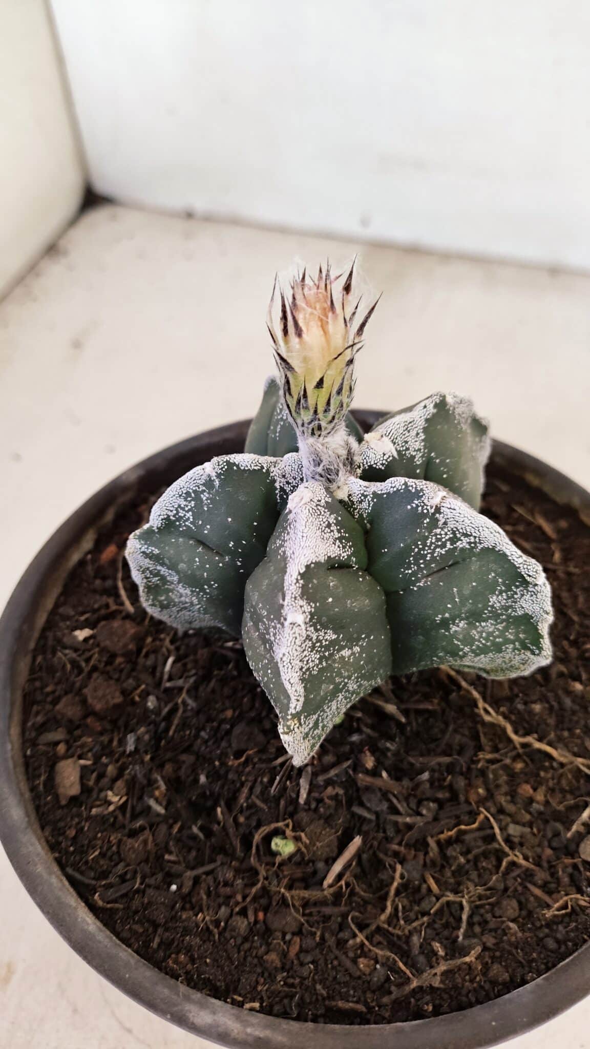 MATRIZ ASTROPHYTUM cv KIKKO Nº 1036 – vaso 15 - foto 8