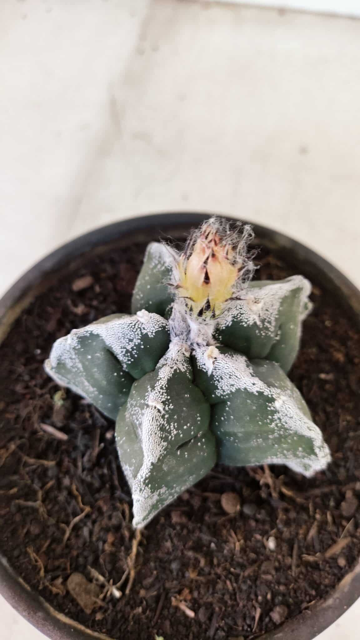 MATRIZ ASTROPHYTUM cv KIKKO Nº 1036 – vaso 15 - foto 6