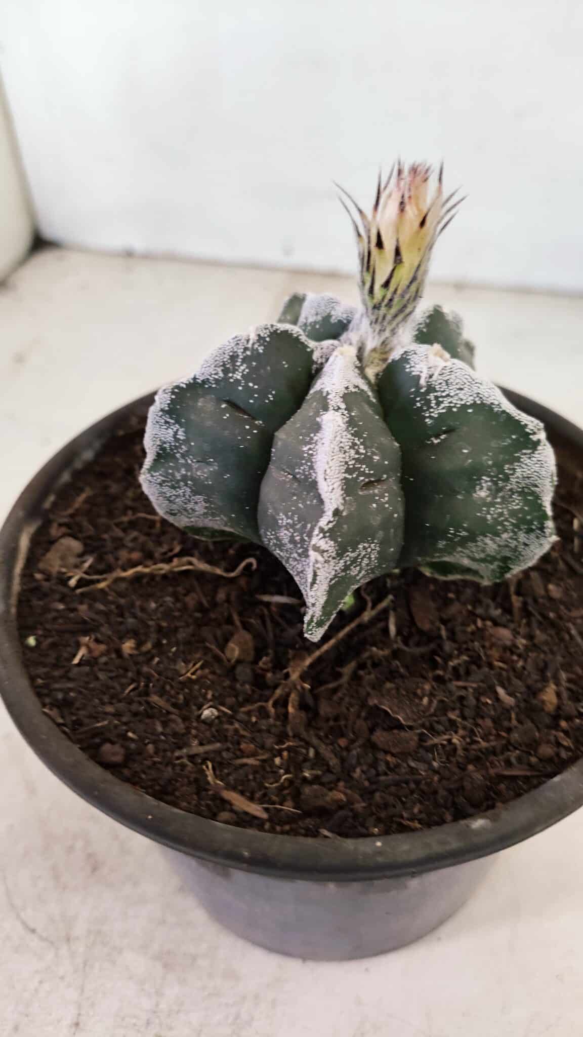 MATRIZ ASTROPHYTUM cv KIKKO Nº 1036 – vaso 15 - foto 7