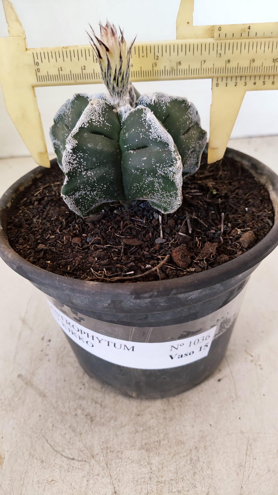 MATRIZ ASTROPHYTUM cv KIKKO Nº 1036 – vaso 15 - foto 5