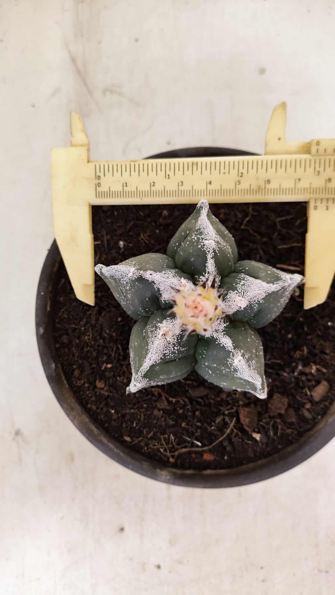 MATRIZ ASTROPHYTUM cv KIKKO Nº 1036 – vaso 15 - foto 4