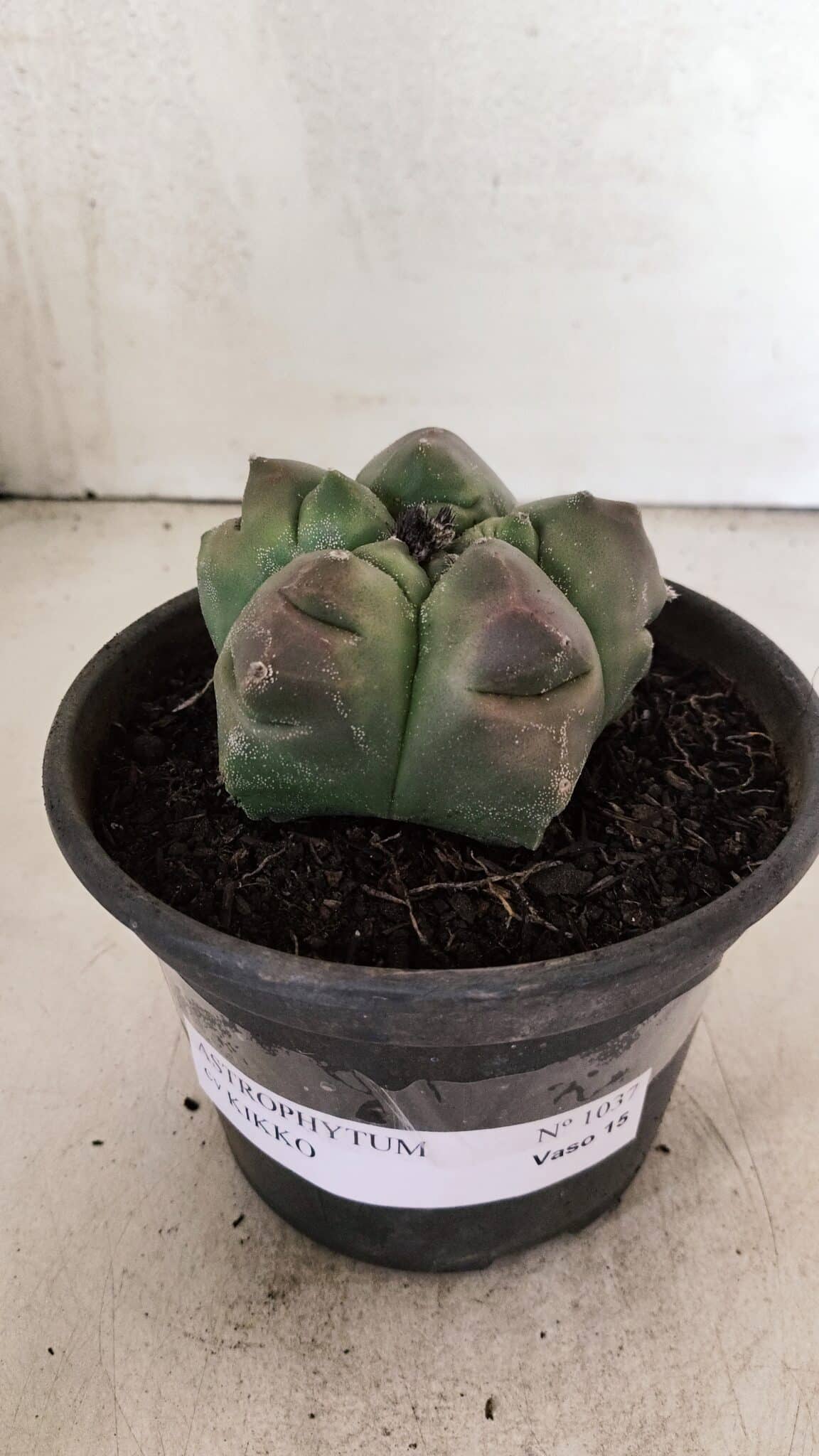 MATRIZ ASTROPHYTUM cv KIKKO Nº 1037 – vaso 15 - foto 2