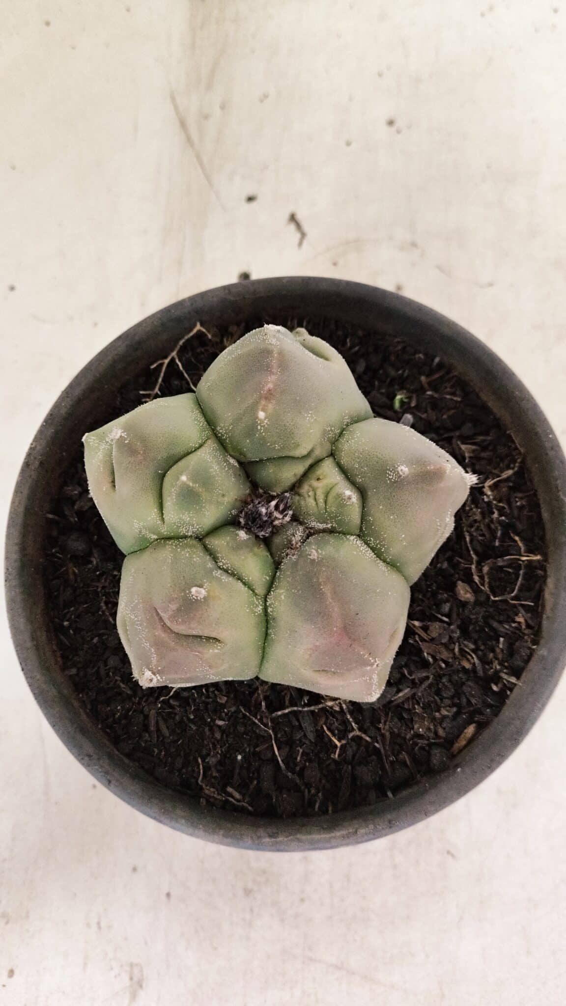 MATRIZ ASTROPHYTUM cv KIKKO Nº 1037 – vaso 15 - foto 3