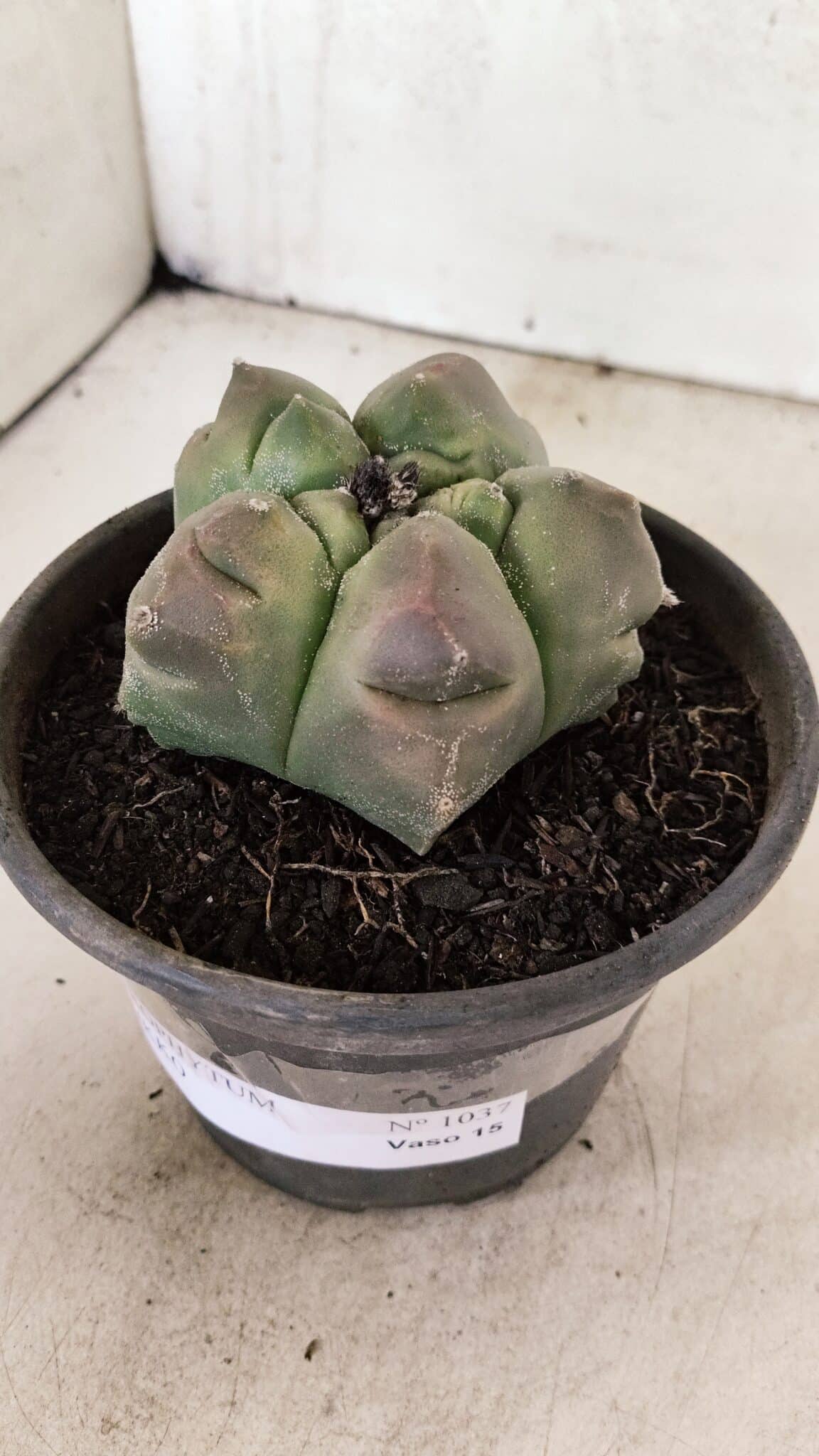 MATRIZ ASTROPHYTUM cv KIKKO Nº 1037 – vaso 15 - foto 9