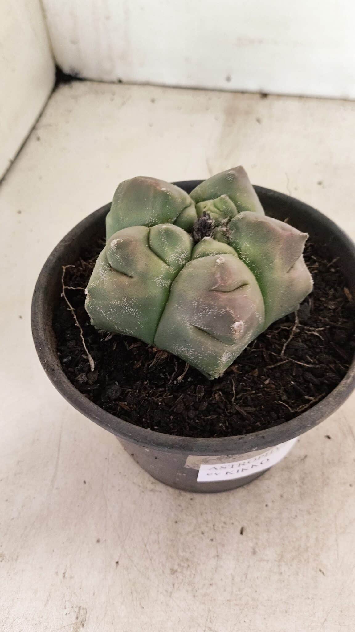 MATRIZ ASTROPHYTUM cv KIKKO Nº 1037 – vaso 15 - foto 8