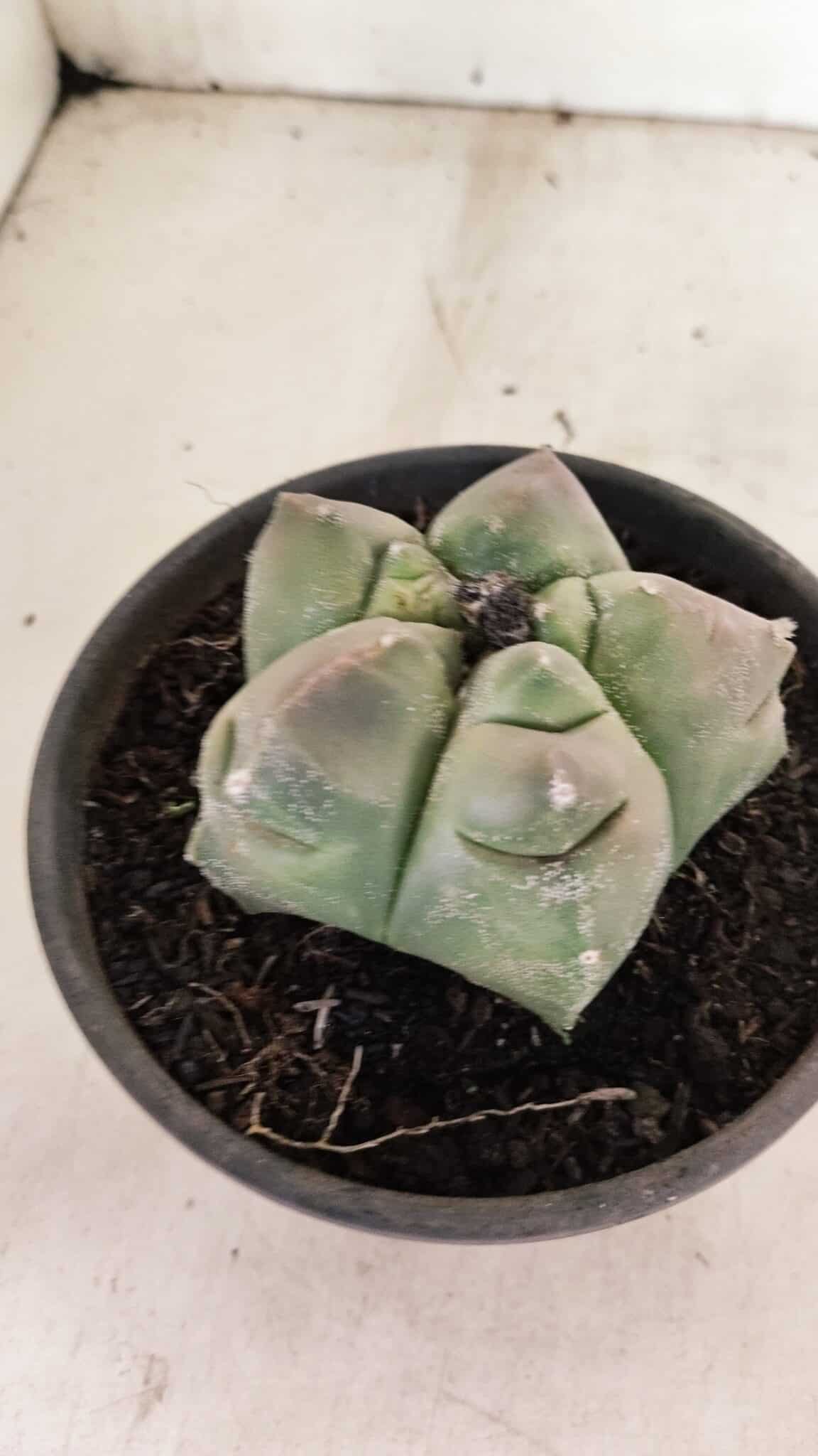 MATRIZ ASTROPHYTUM cv KIKKO Nº 1037 – vaso 15 - foto 7