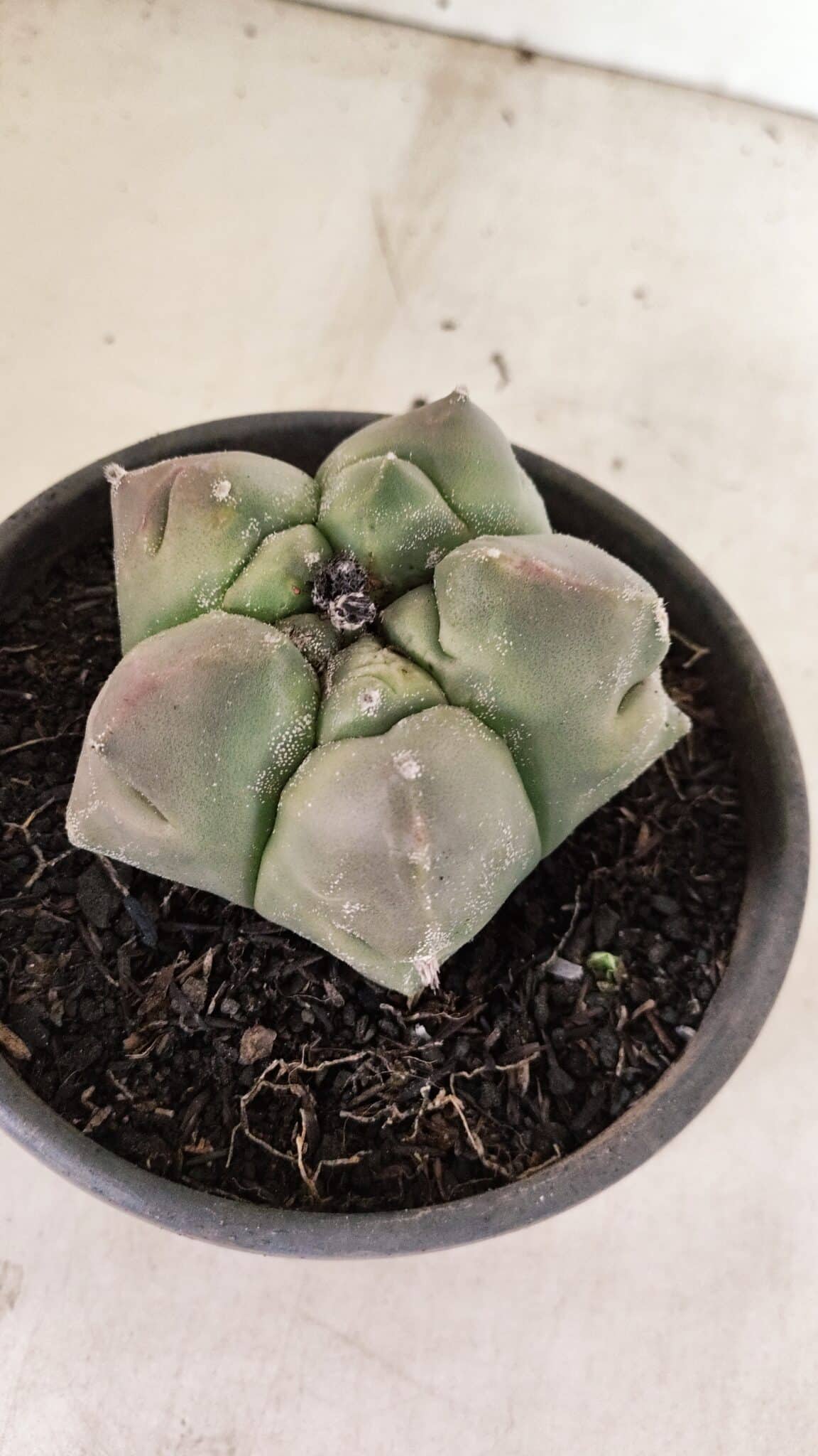 MATRIZ ASTROPHYTUM cv KIKKO Nº 1037 – vaso 15 - foto 6