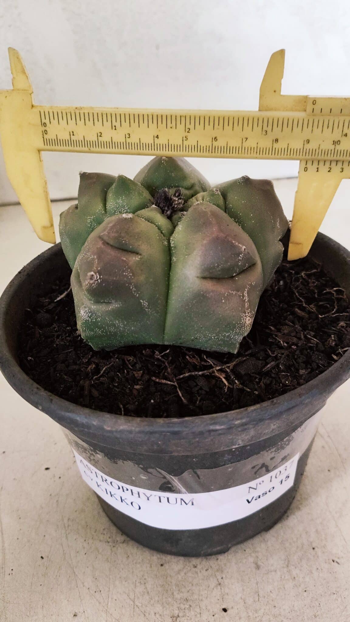 MATRIZ ASTROPHYTUM cv KIKKO Nº 1037 – vaso 15 - foto 4